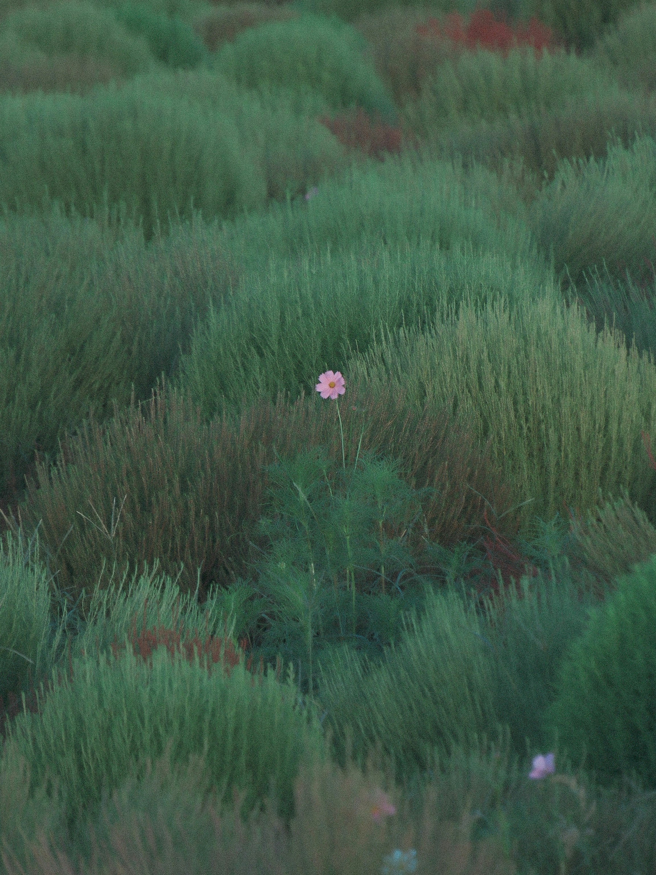 コスモスとコキアが広がる草地の小さな花