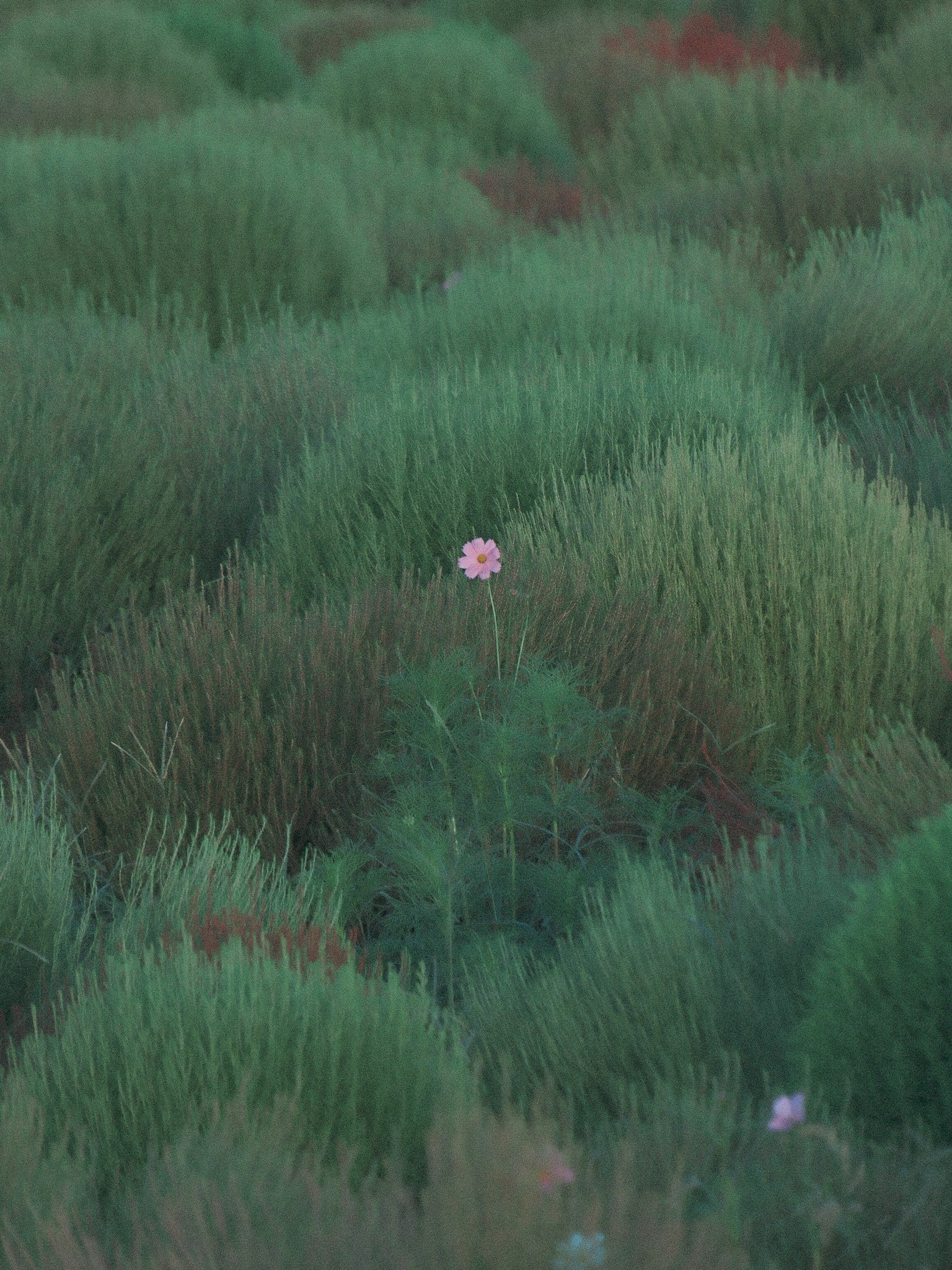 緑の草原の中に一輪のピンクの花が咲いている風景