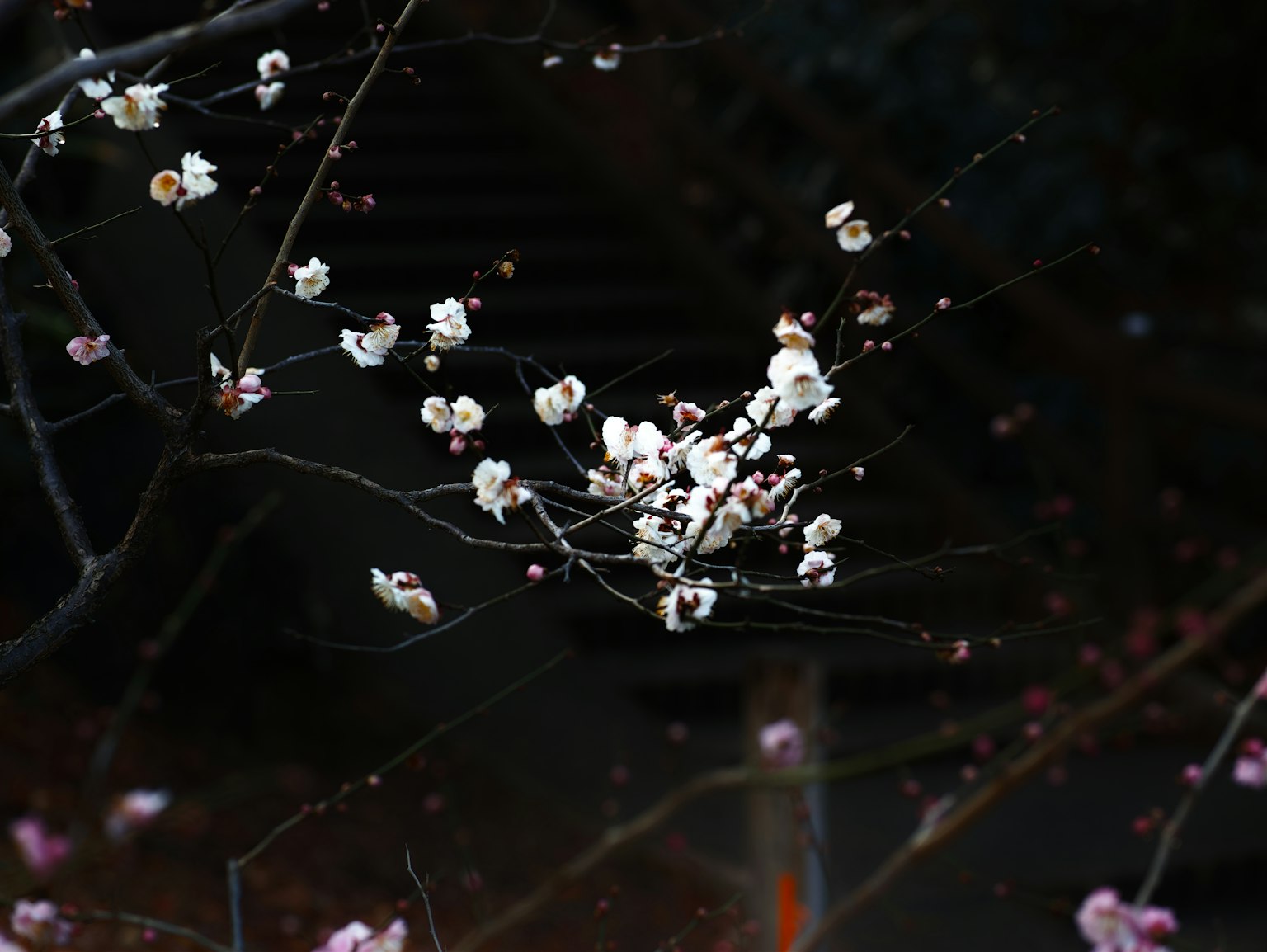 Branches of white flowers blooming against a dark background
