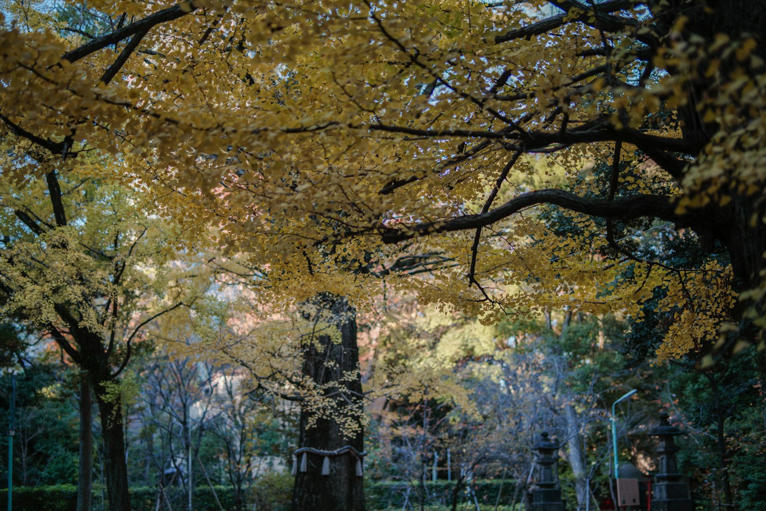 Vue pittoresque sous des arbres avec des feuilles d'automne jaunes vives