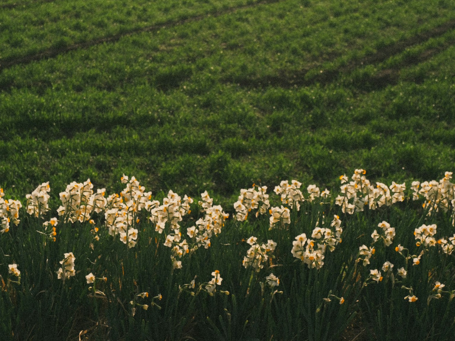 Riga di fiori bianchi in un campo verde