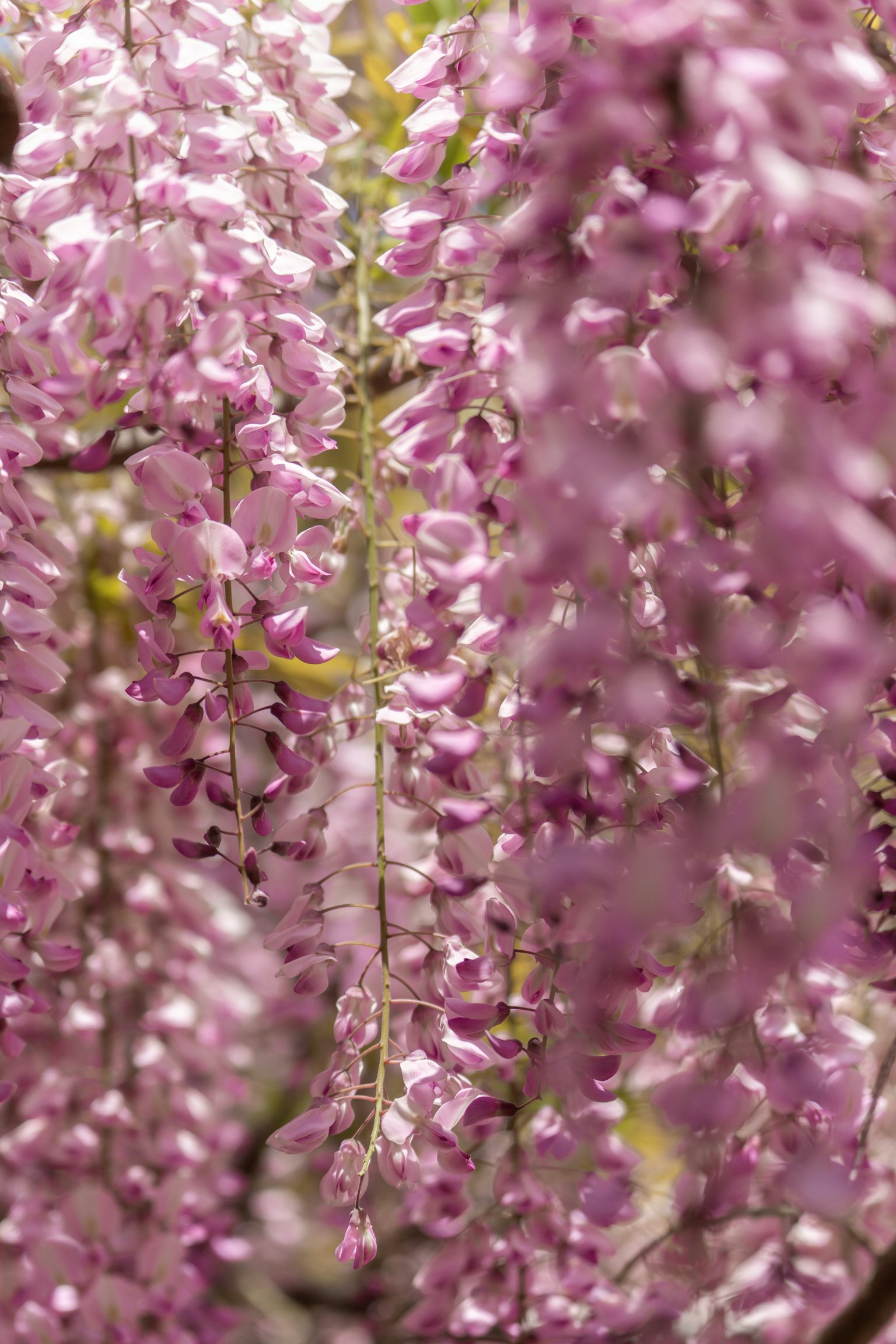 Belle scène de fleurs violettes en cascade