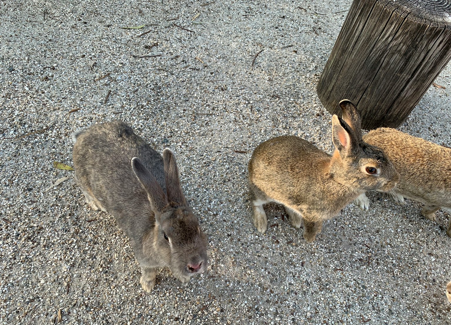 Zwei Kaninchen auf dem Boden neben einem Holzstamm