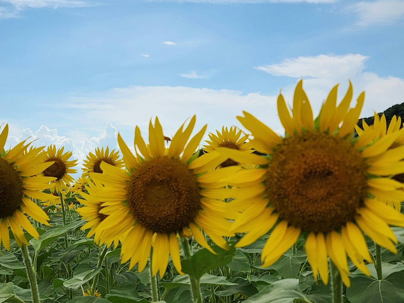 Sonnenblumenfeld blüht unter einem hellen Himmel