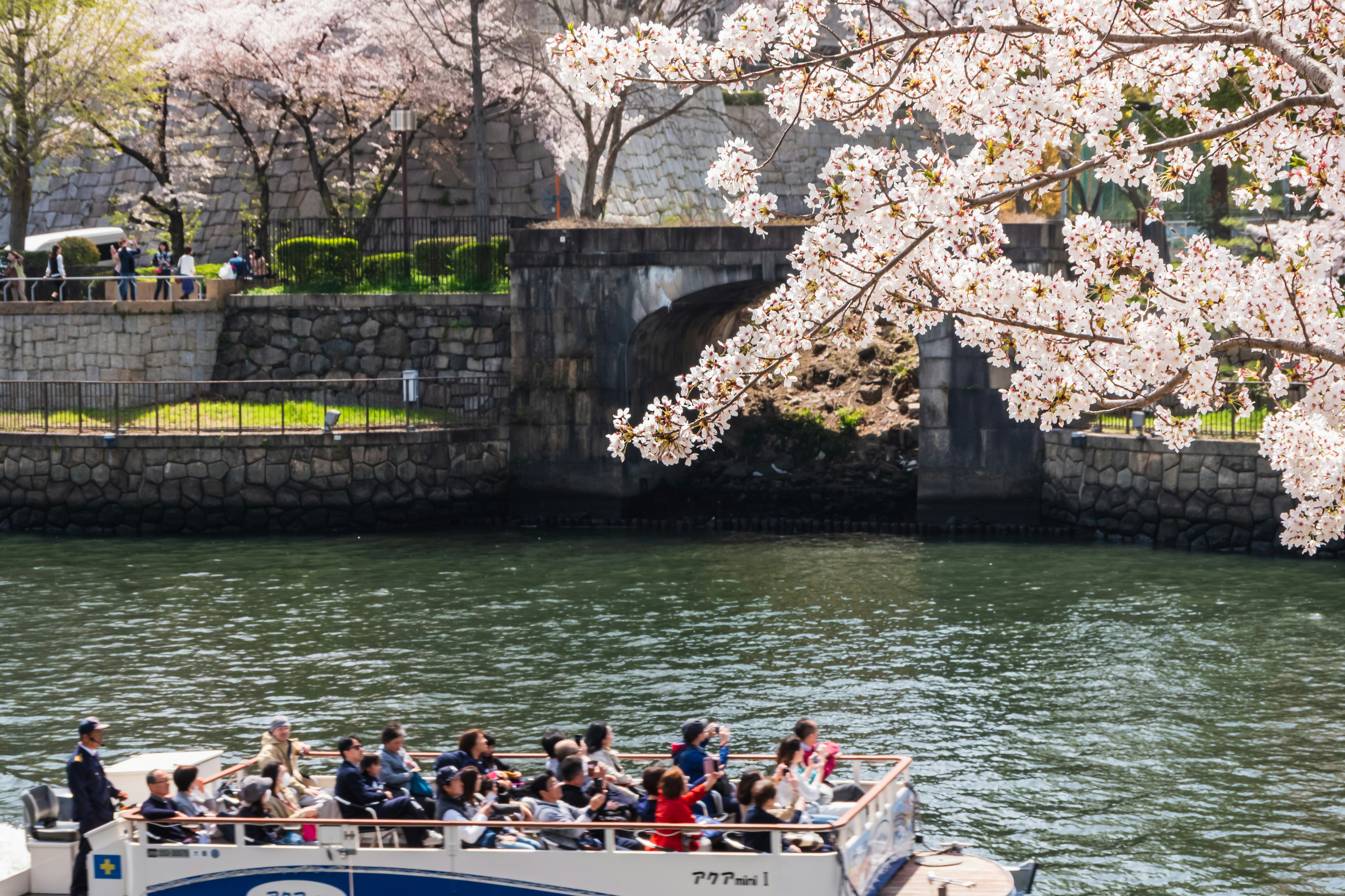 桜の花が咲く川で観光船が運航している風景