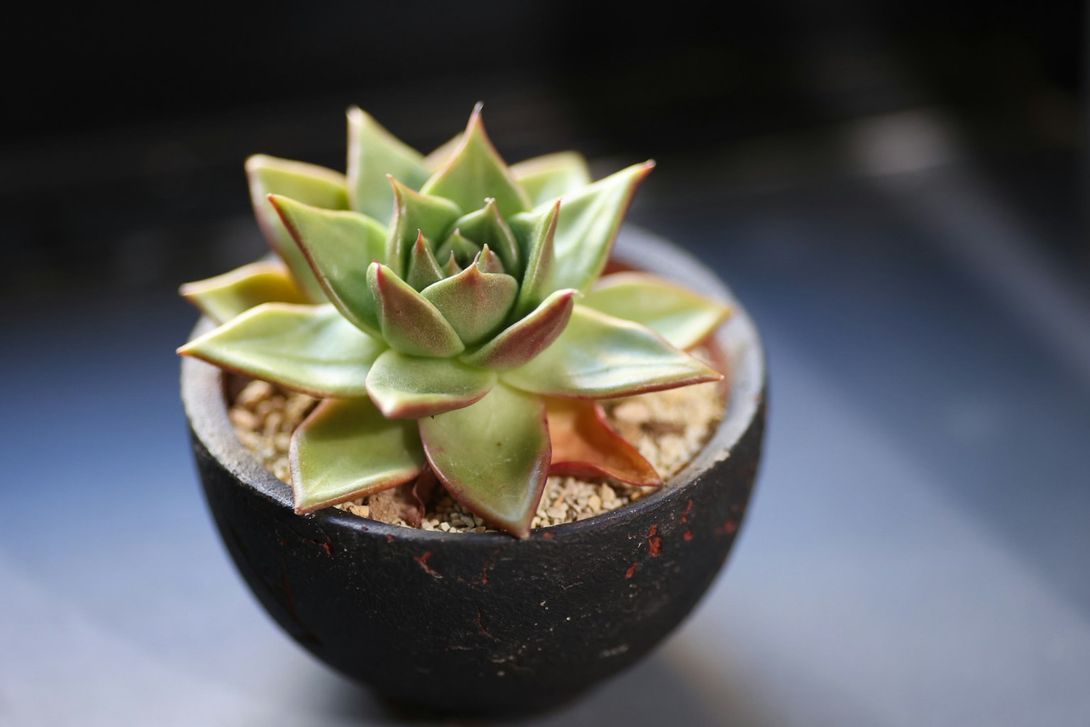 Gros plan d'une plante succulente dans un pot noir avec des feuilles vertes et de la terre brune