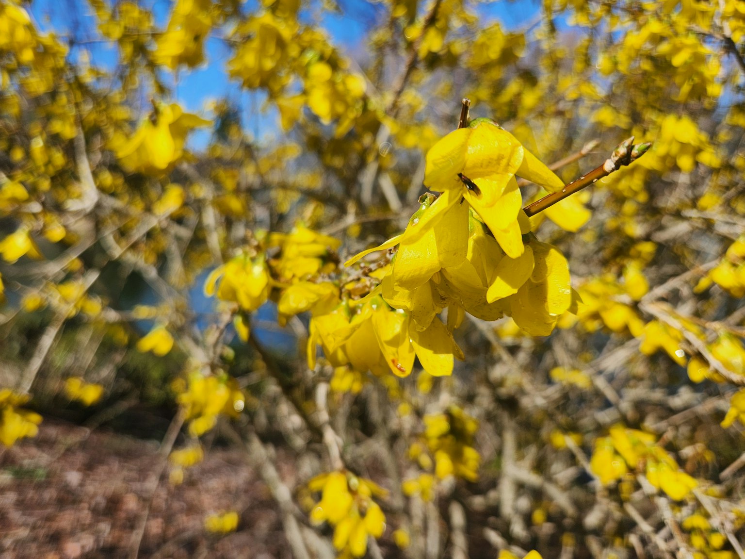Primo piano di un albero con fiori gialli brillanti contro un cielo blu