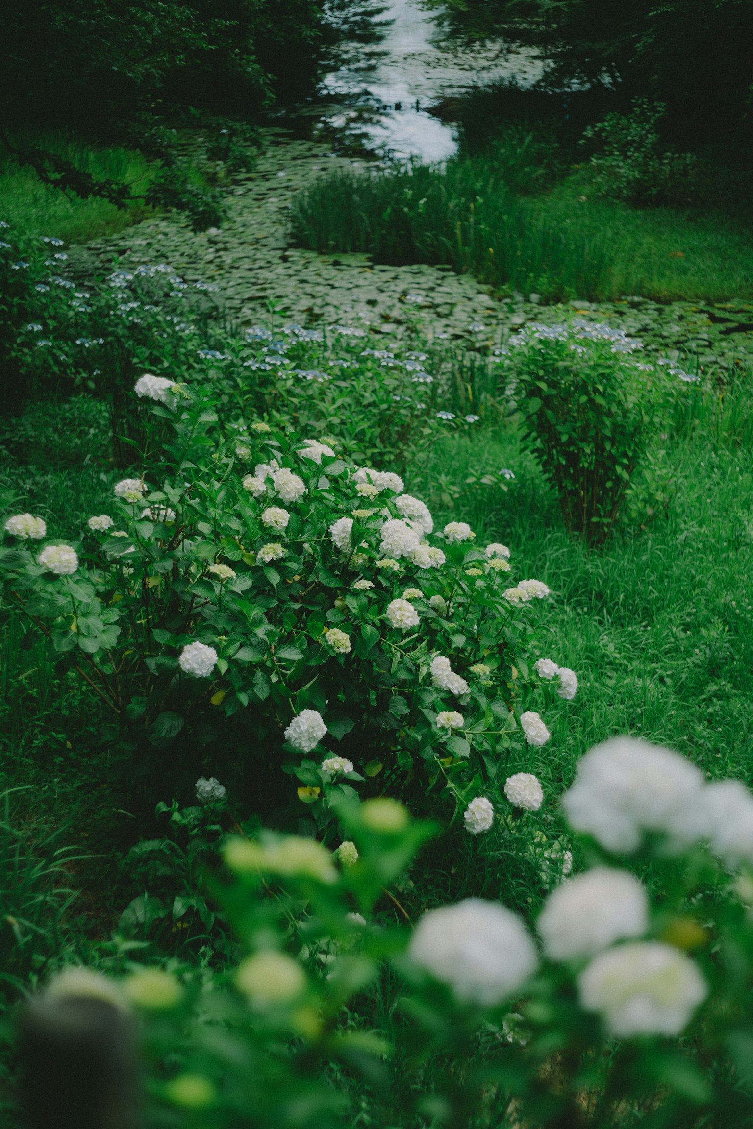 郁郁蔥蔥的花園，白色花朵與小溪