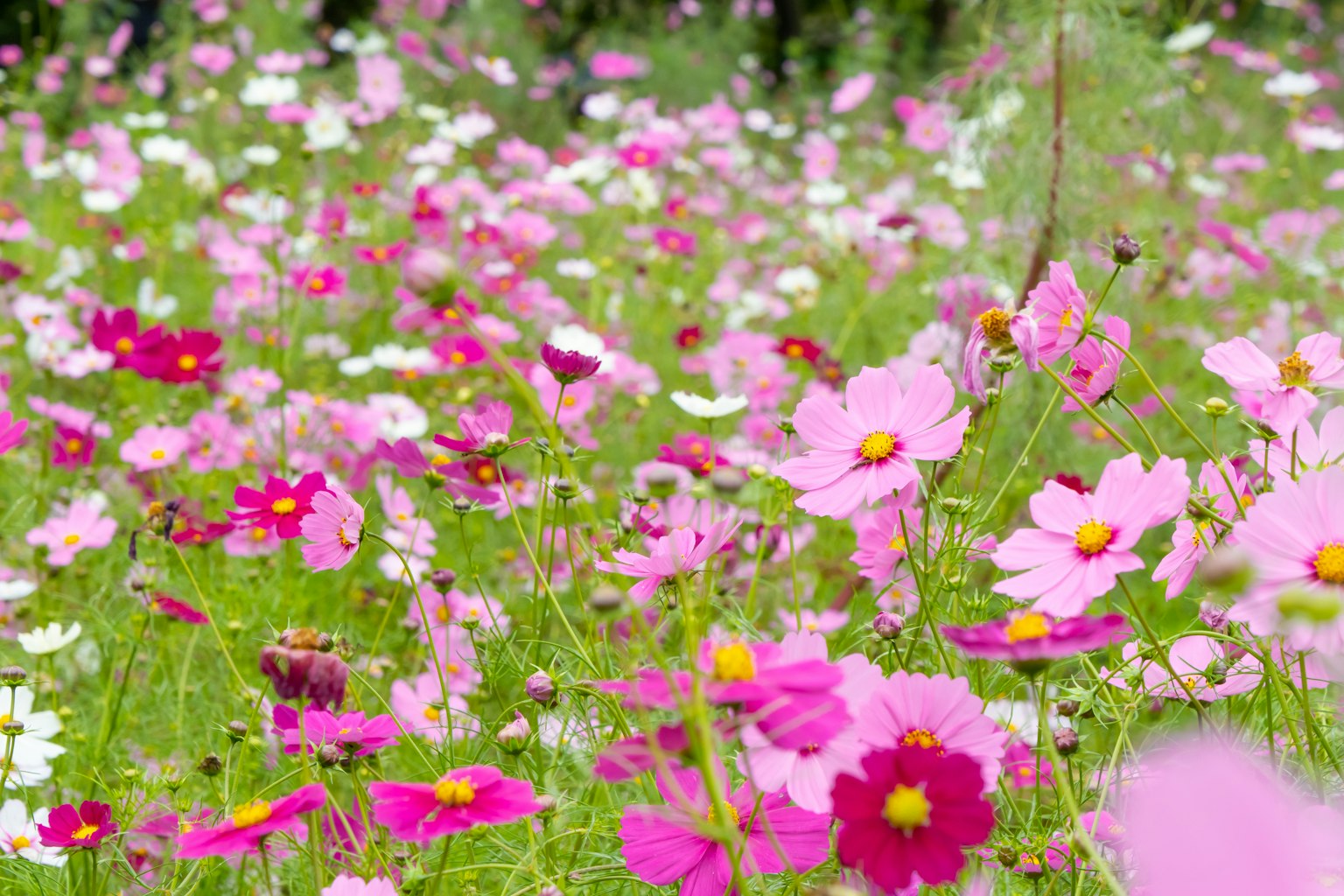 Eine schöne Landschaft mit bunten blühenden Kosmosblumen