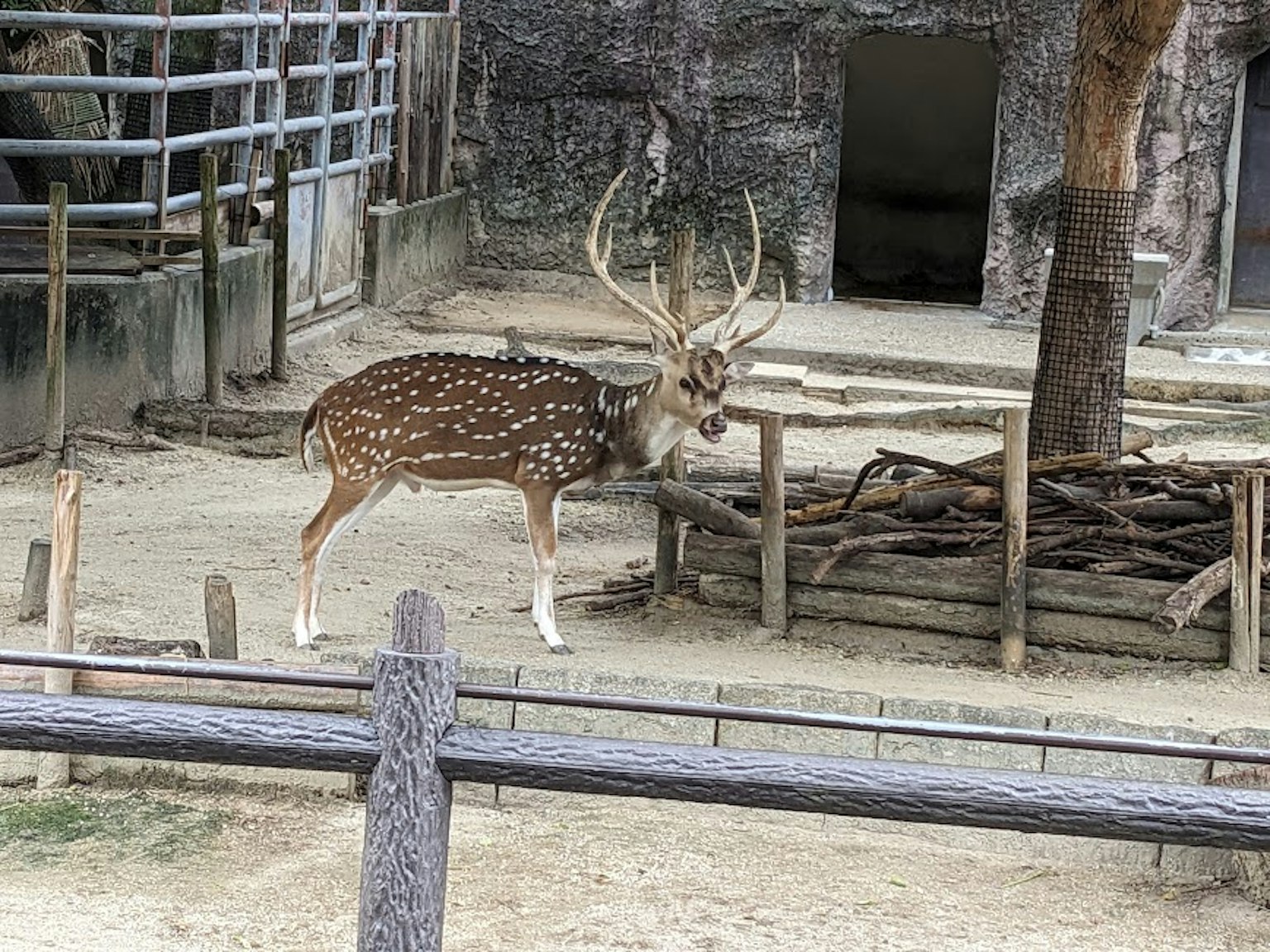 A deer in a zoo enclosure with a rustic background