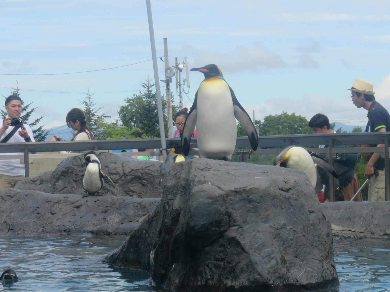 Penguins standing on a rock in a zoo environment