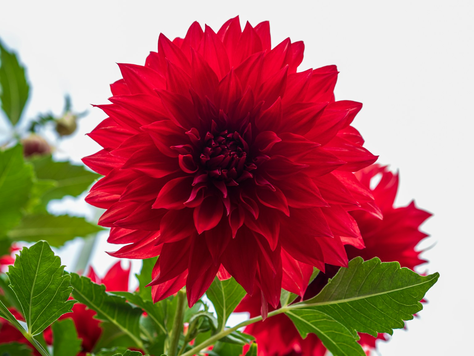 Lebendige rote Dahlienblüte unter blauem Himmel