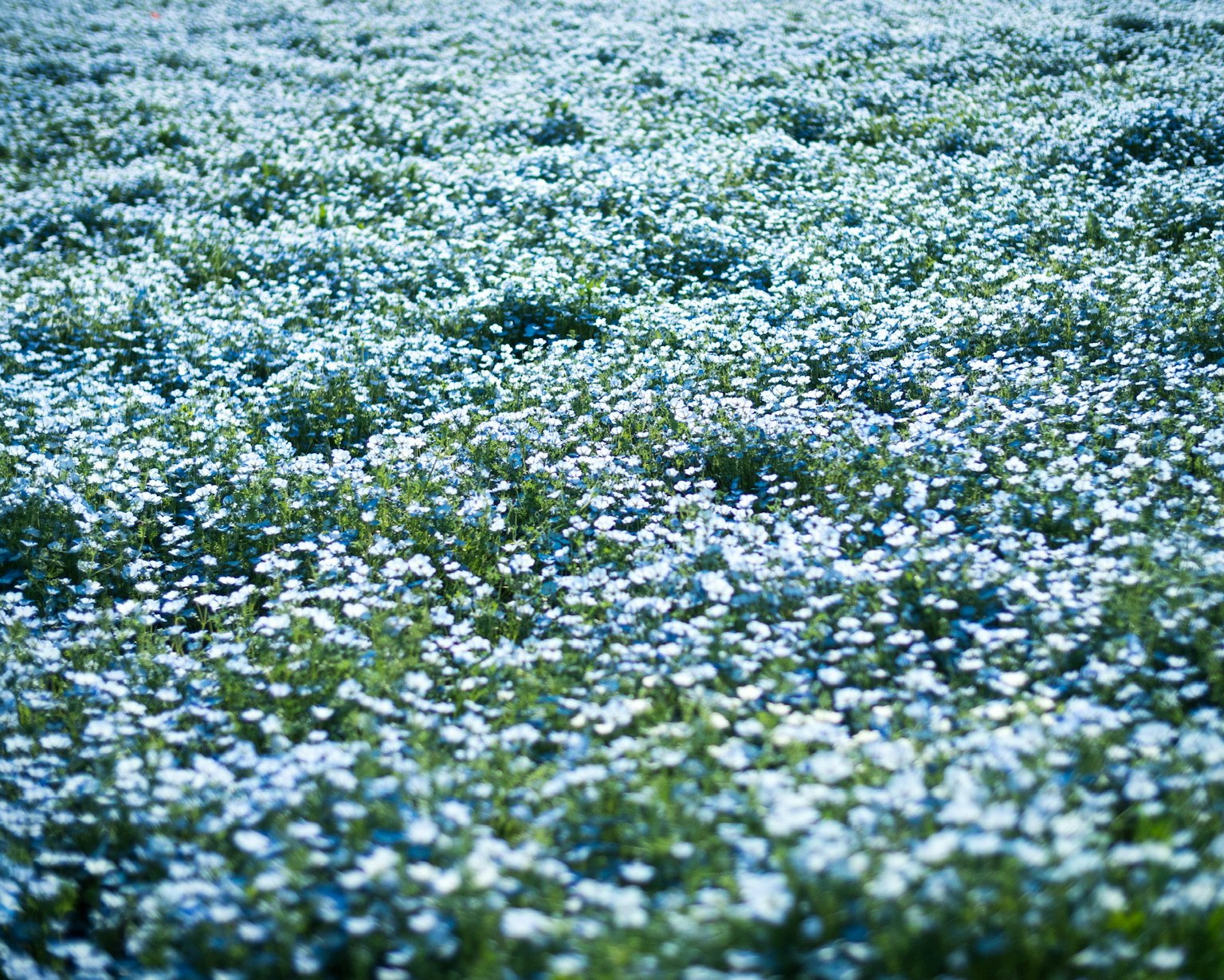 Ampio campo di fiori blu in fiore