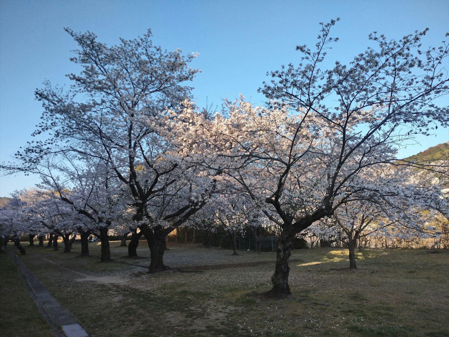 公園中盛開的櫻花樹在藍天之下