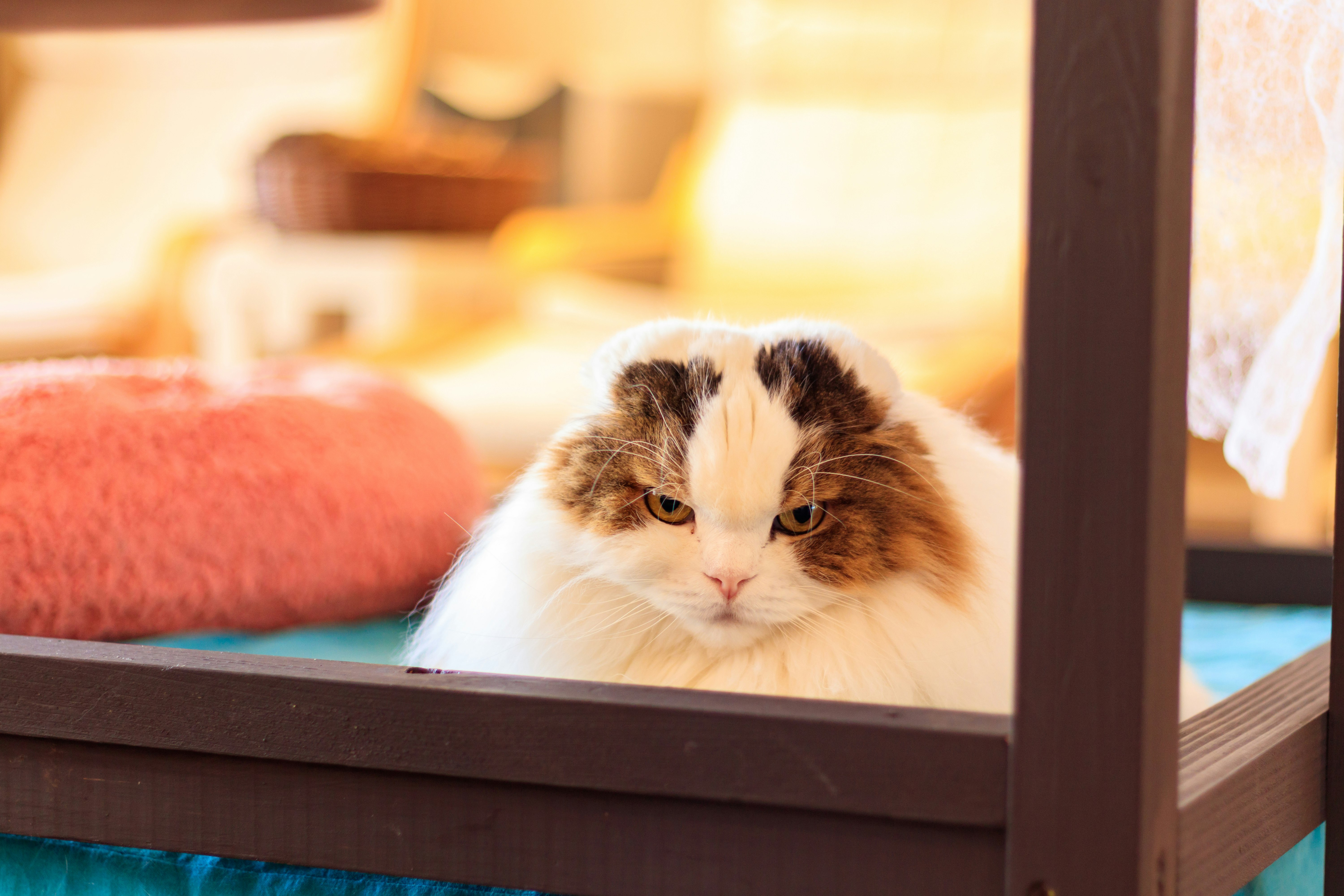 gatto calico rannicchiato in una cuccia di legno su un divano