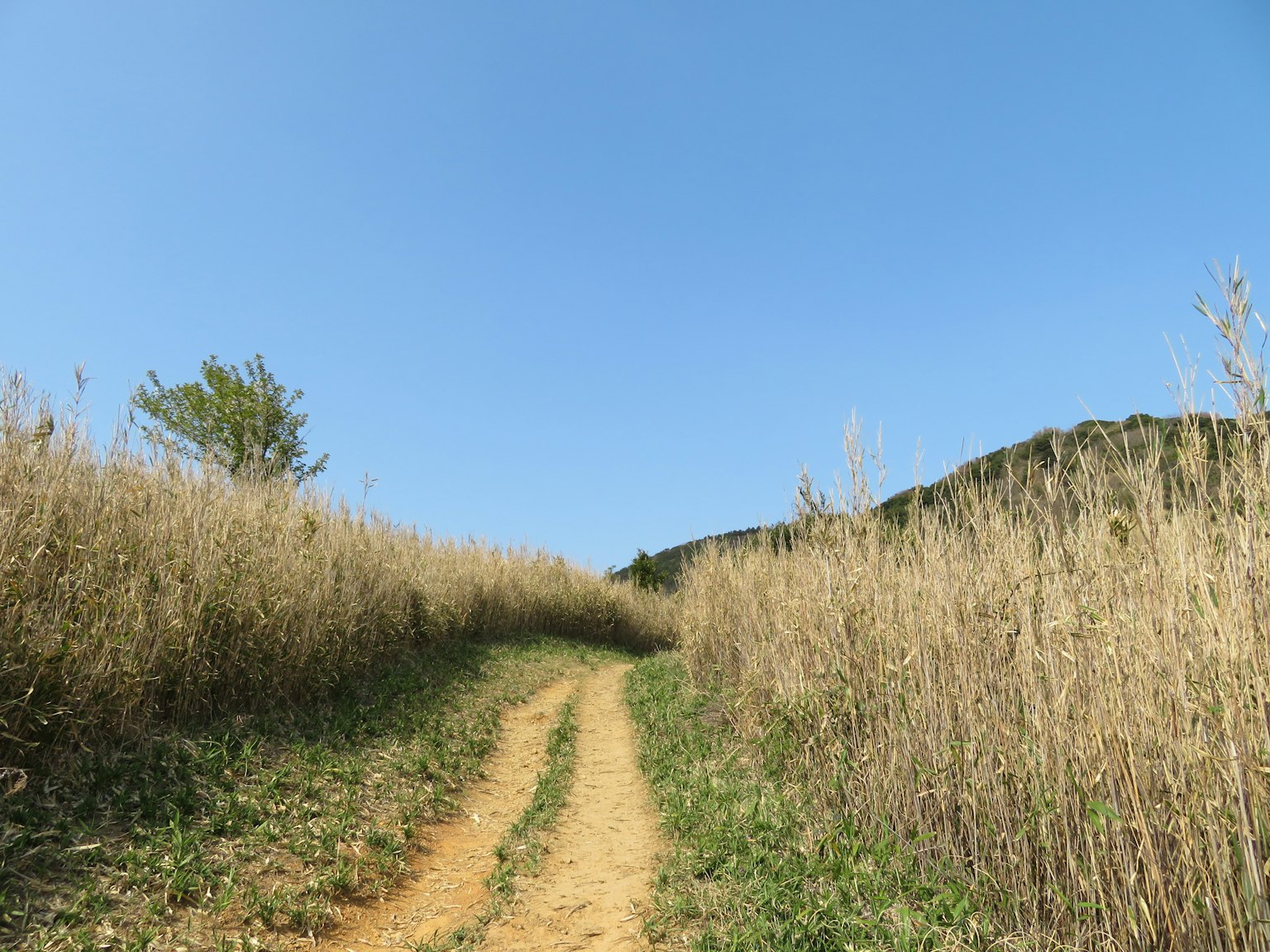 Un camino serpenteante rodeado de hierba alta bajo un cielo azul claro