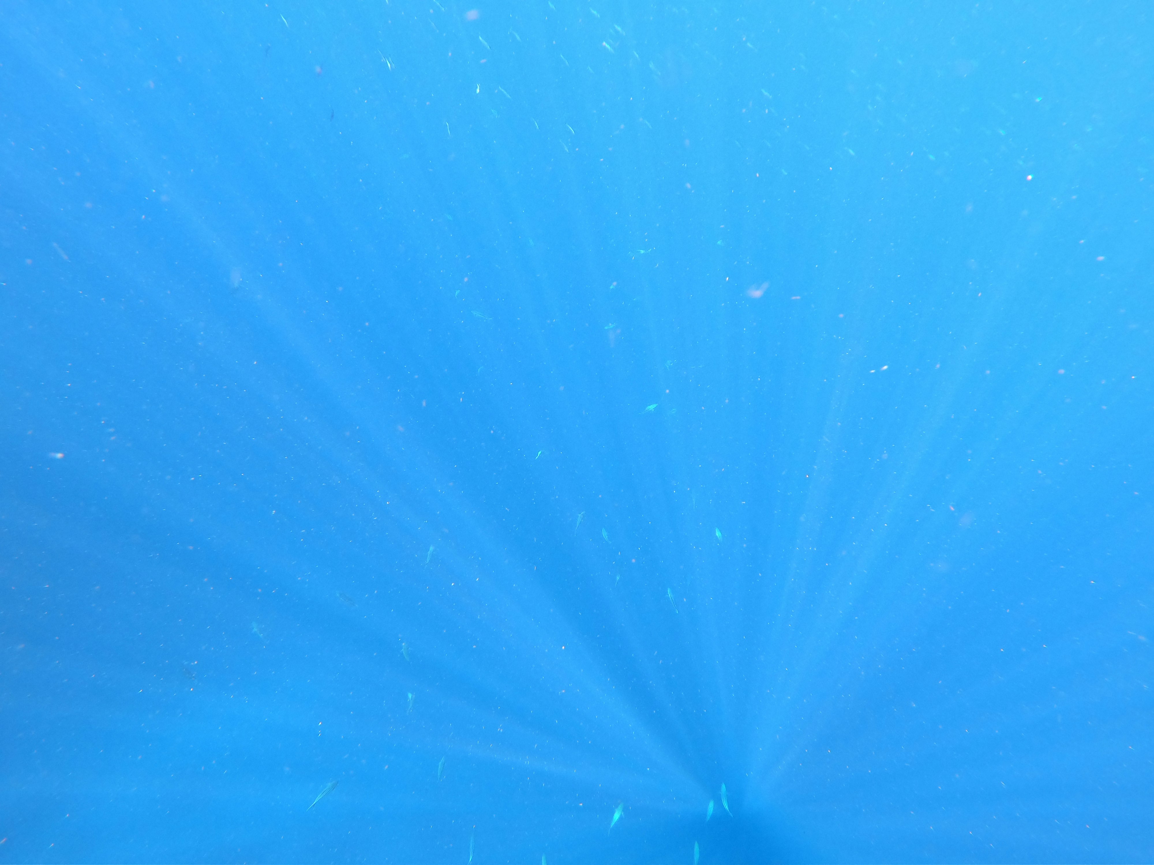 青い水中で光が差し込む海の水面近く