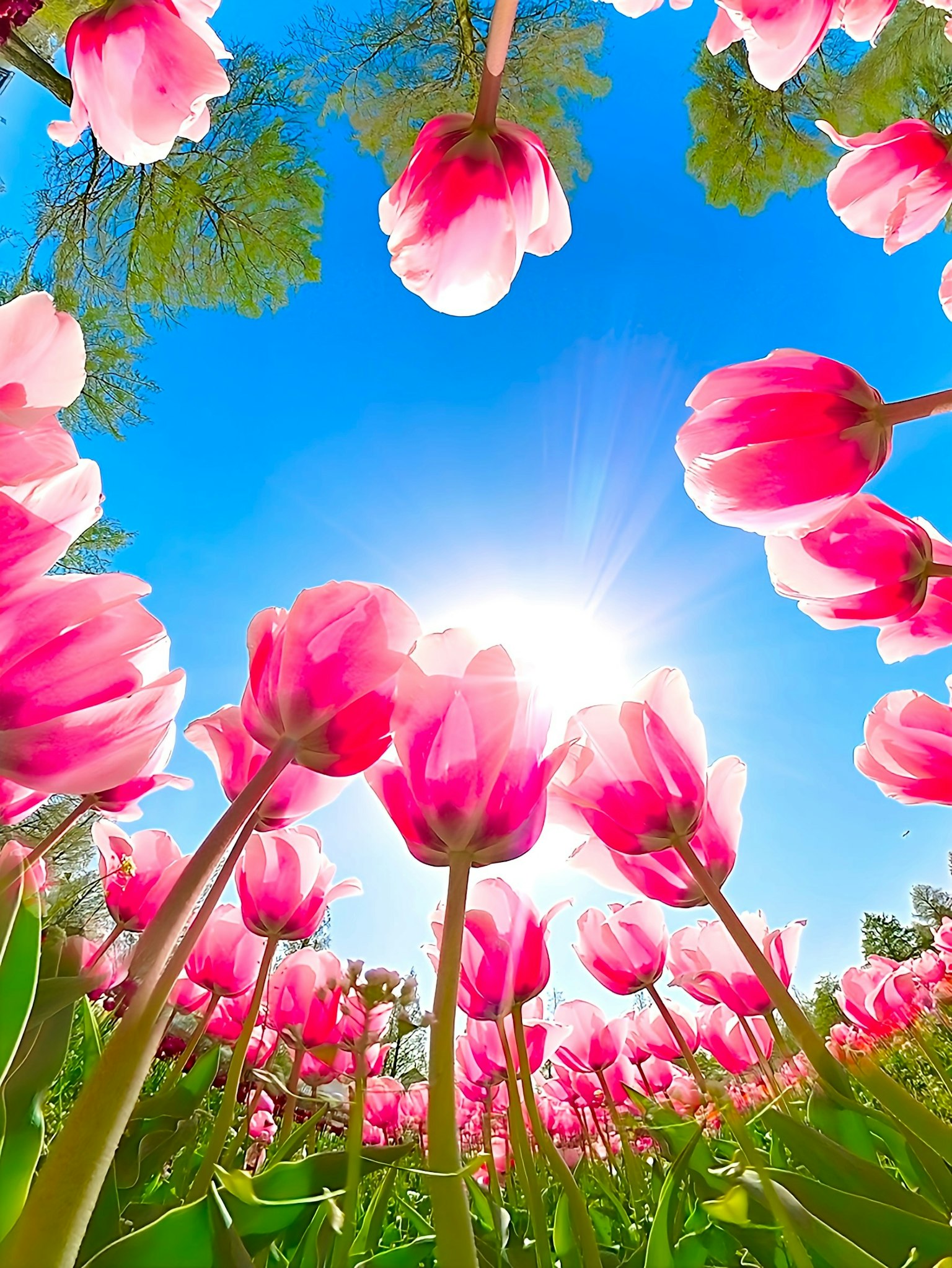 Tulip merah muda yang mekar di bawah langit biru yang cerah