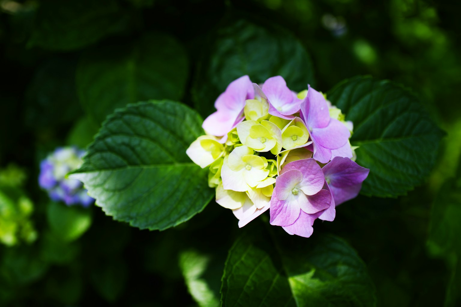 Une fleur d'hortensia rose et jaune entourée de feuilles vertes