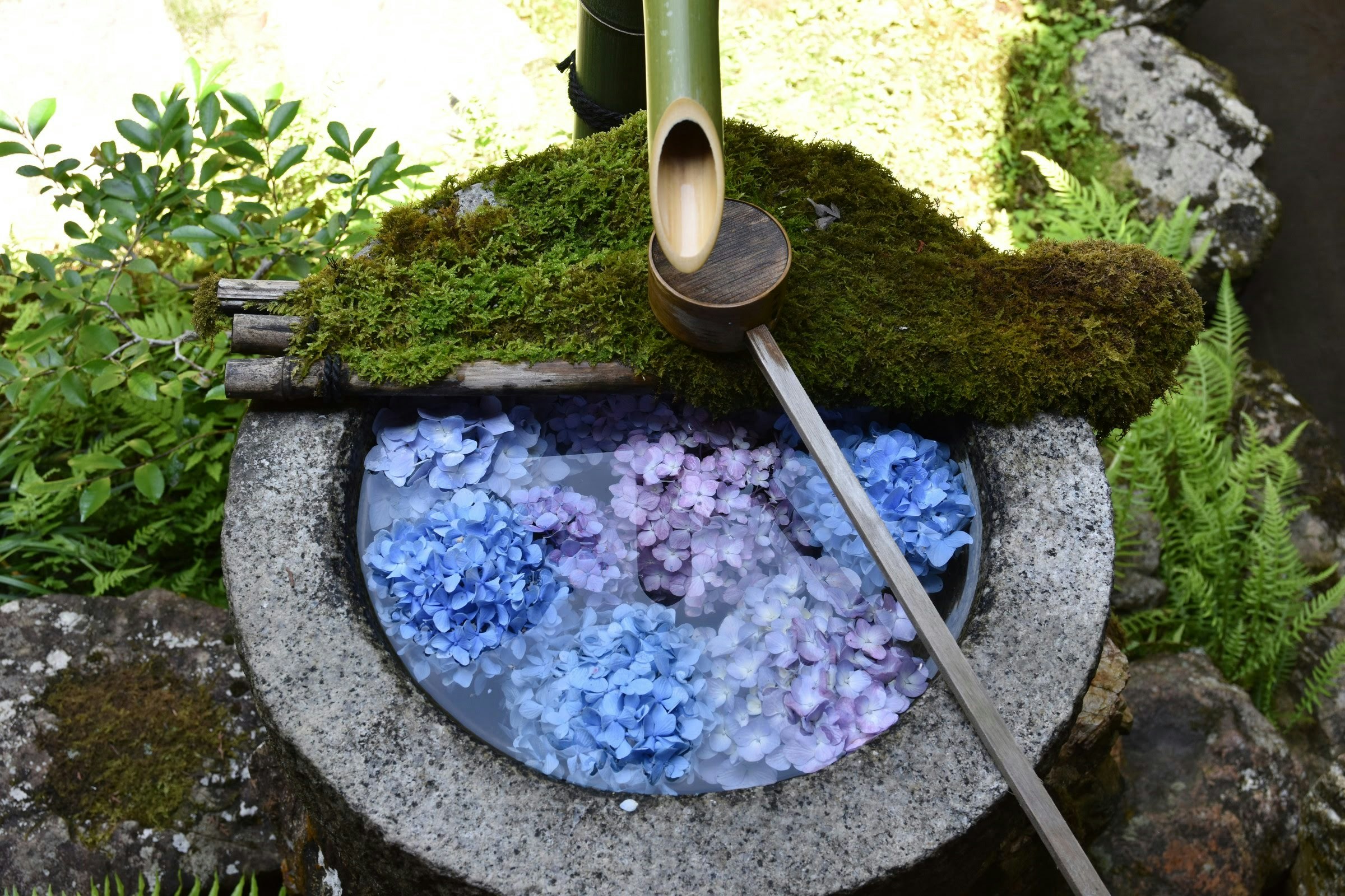 blue flower petals floating in a mossy stone water basin