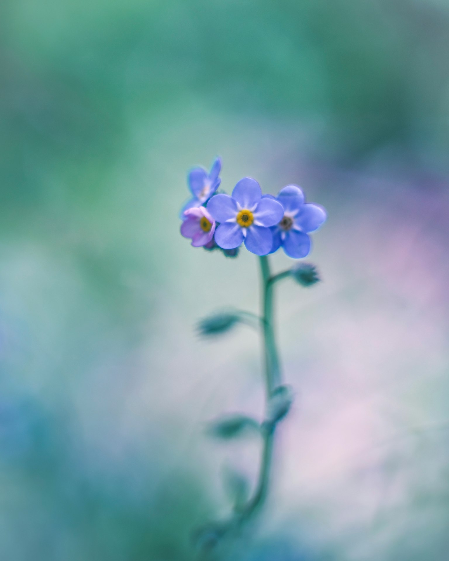 Flor azul delicada con un suave fondo verde
