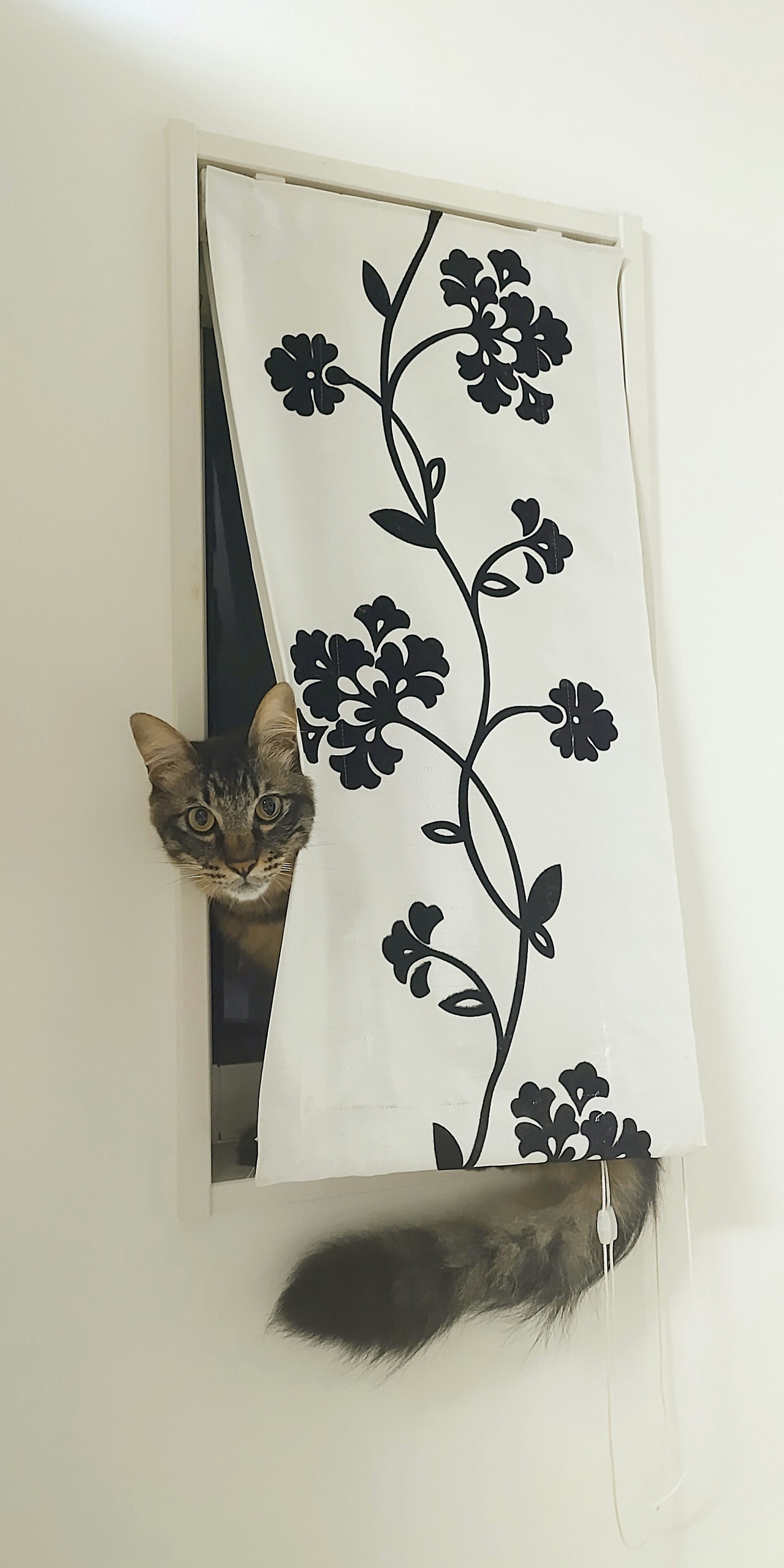 Katze, die durch einen Vorhang mit schwarzem Blumenmuster schaut
