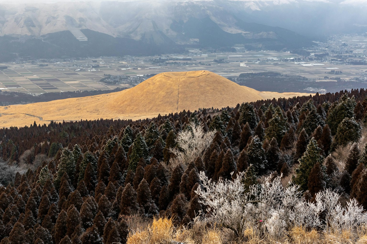 View from a mountain showing green trees and a golden hill