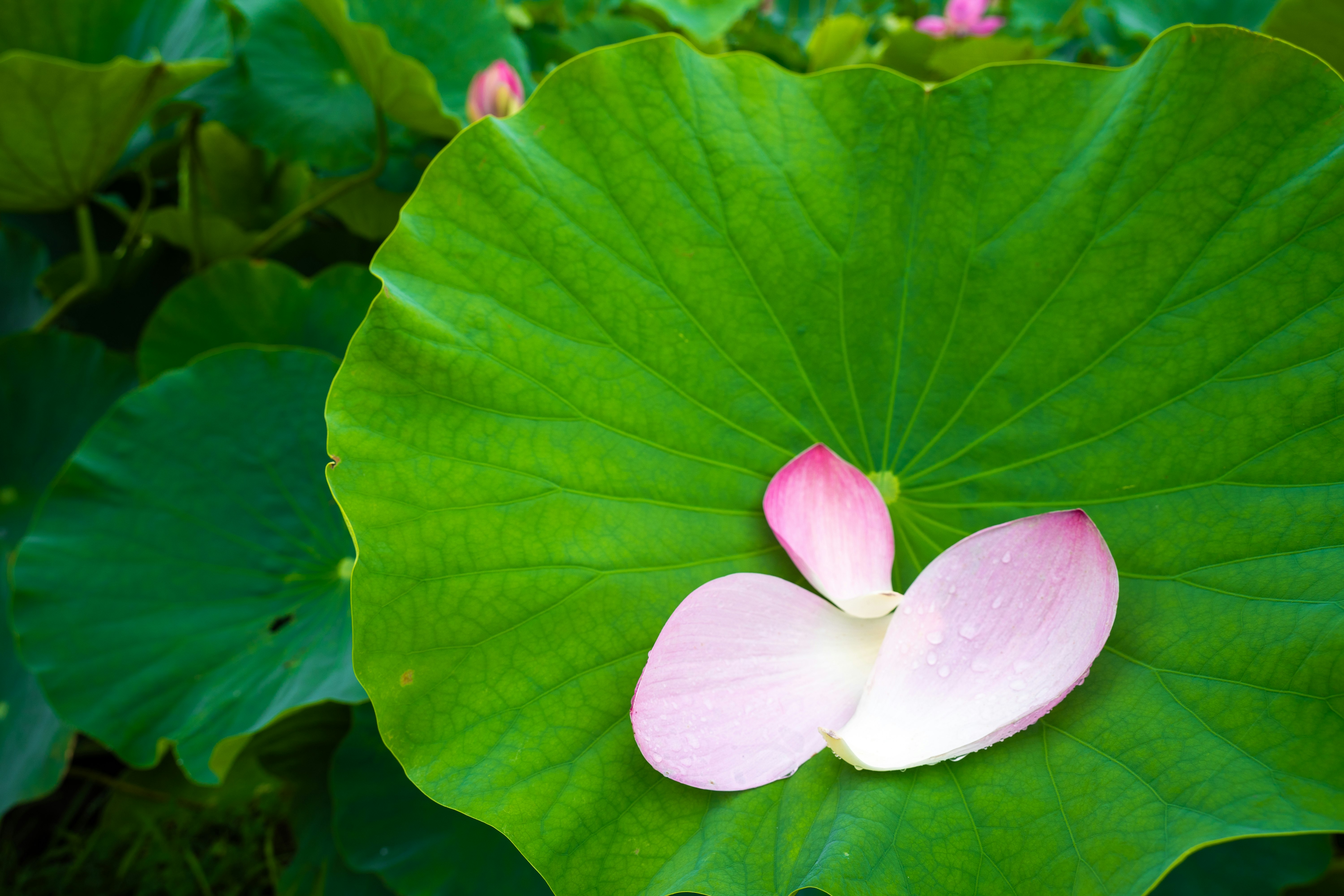 粉色花瓣 resting在一片大綠色蓮葉上