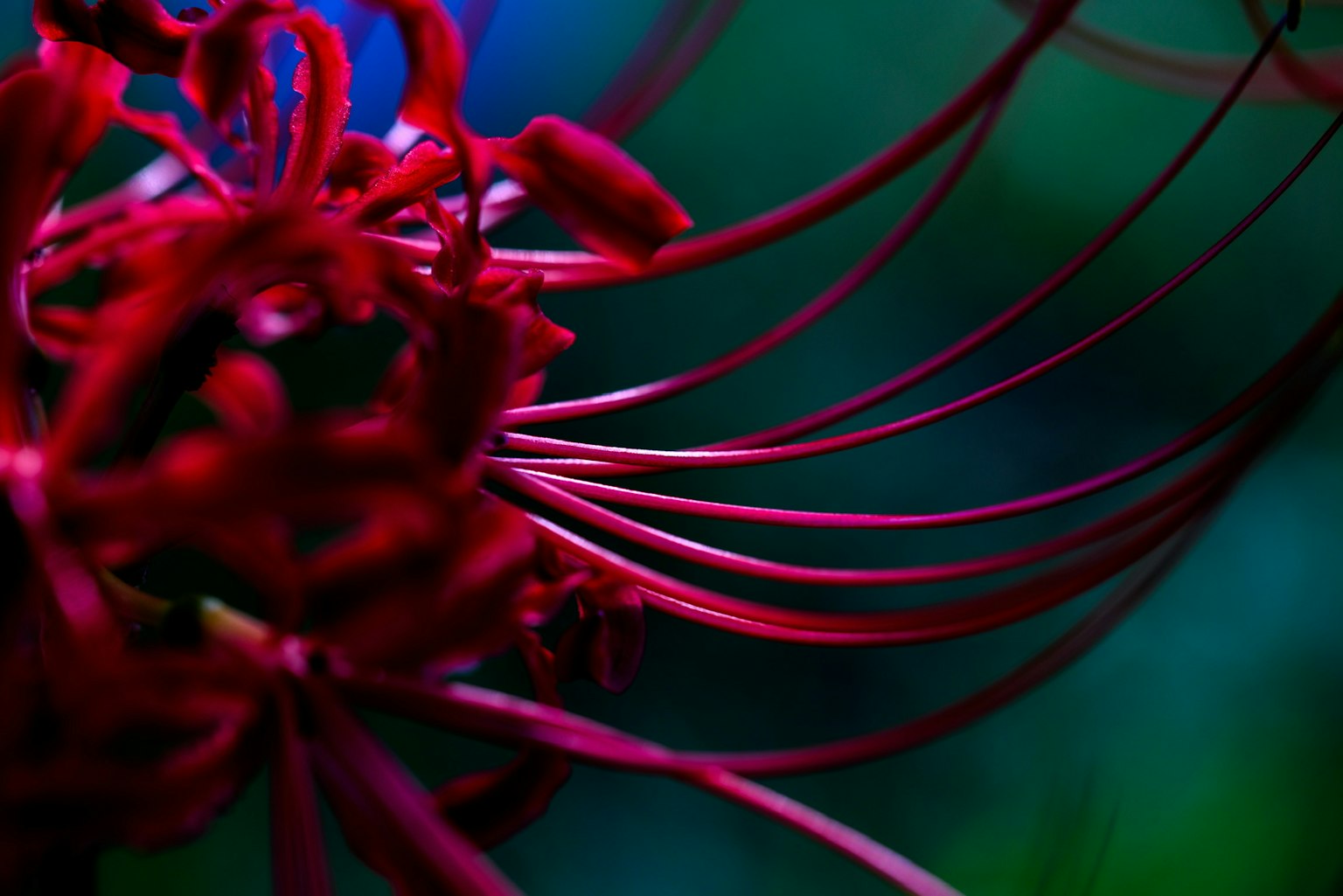 Close-up bunga merah dengan kelopak panjang di latar belakang hijau