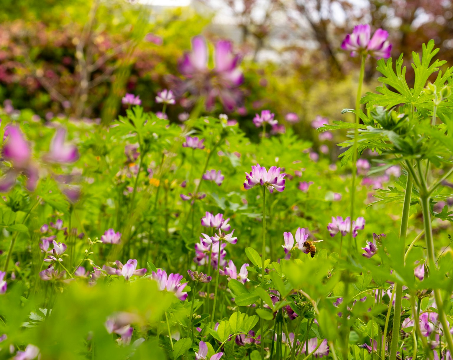 Purple flowers blooming in a lush green field with surrounding greenery