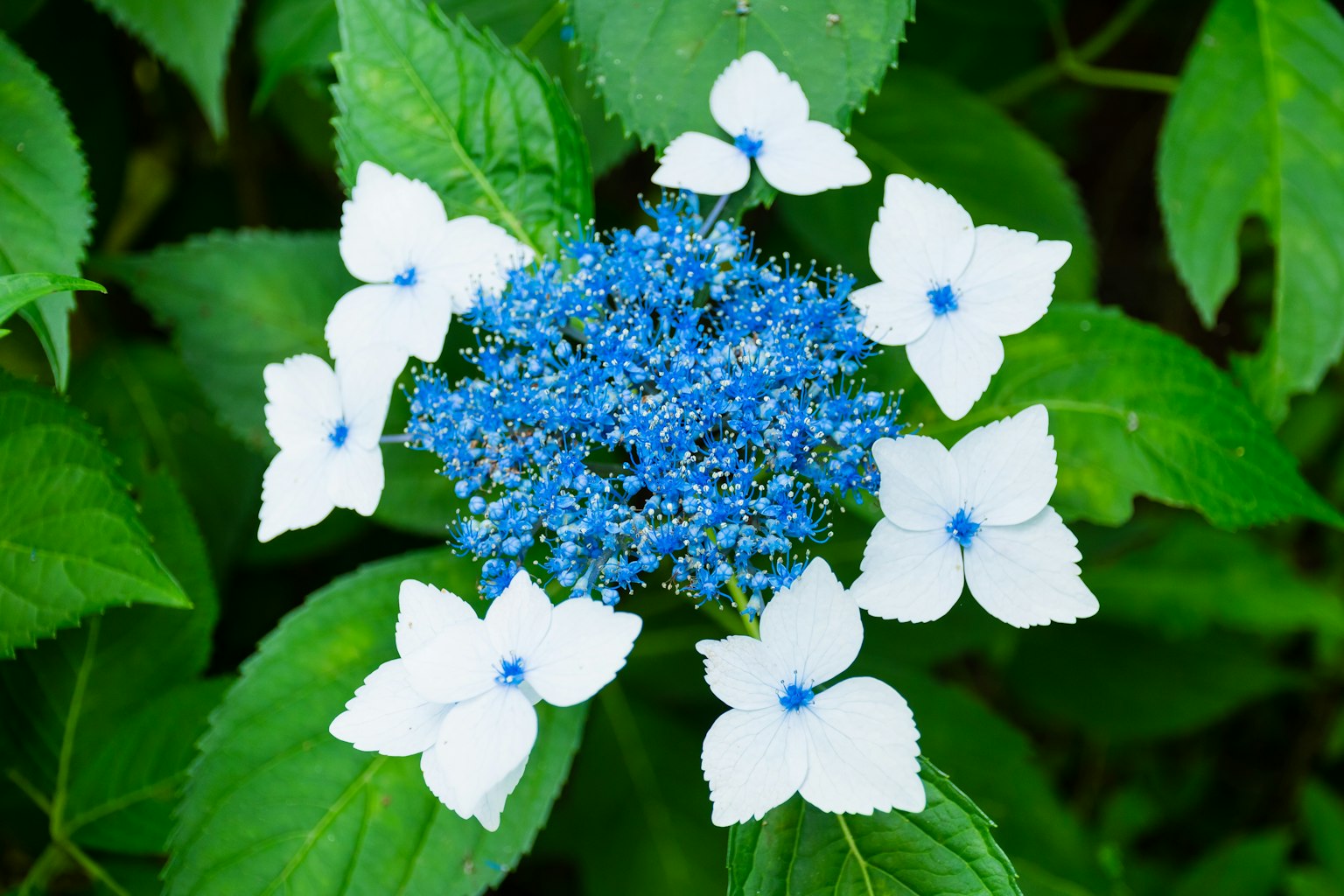 ดอกไฮเดรนเยียสวยพร้อมกลางสีน้ำเงินล้อมรอบด้วยกลีบดอกสีขาว