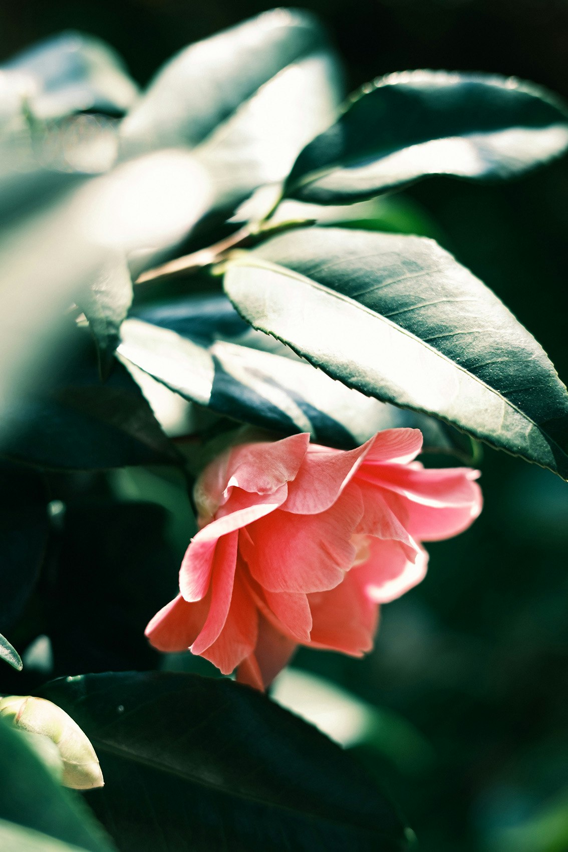 緑の葉の間に咲くピンクのカメリアの花