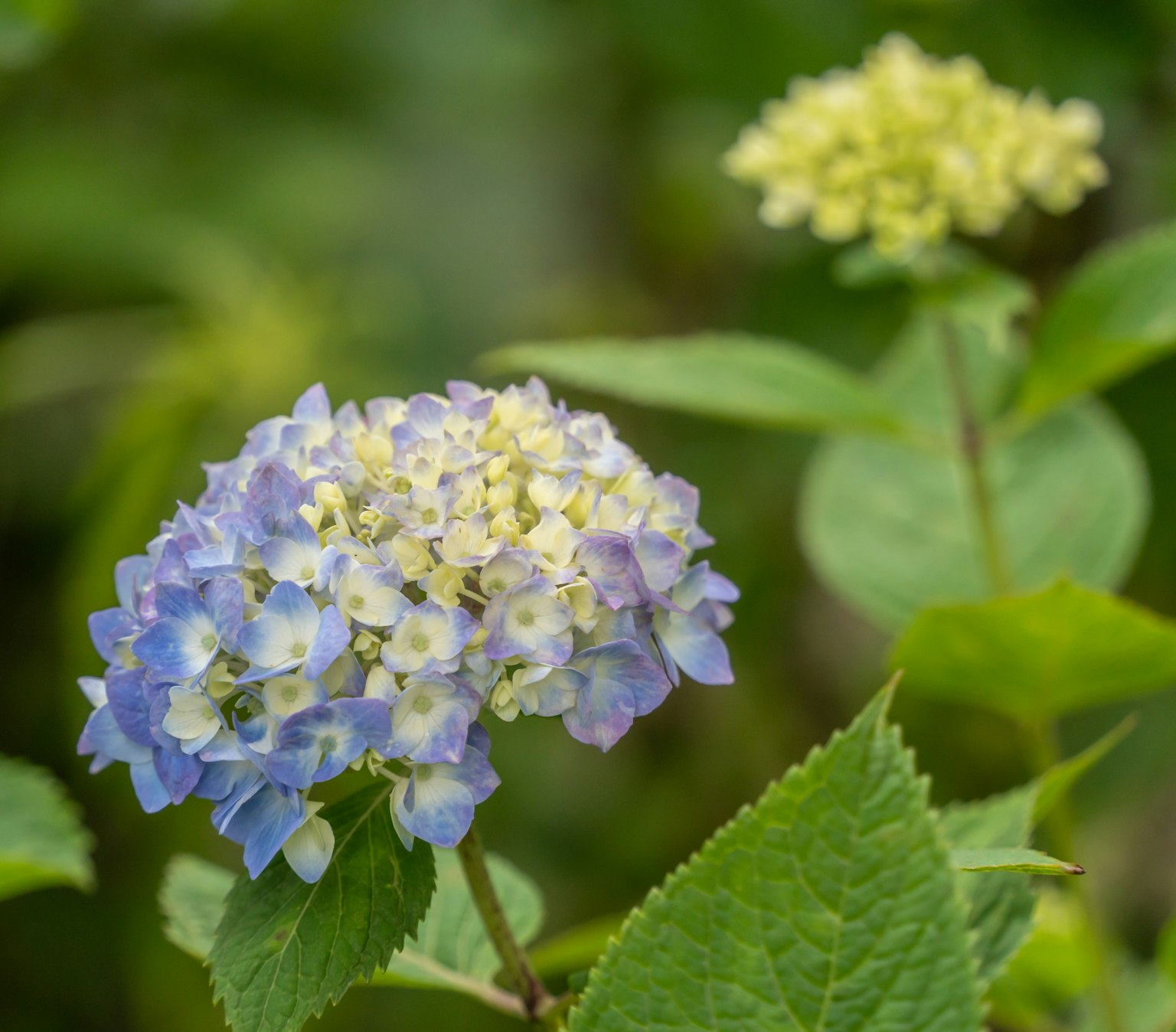 Bunga hydrangea dengan warna ungu dan kuning dikelilingi daun hijau