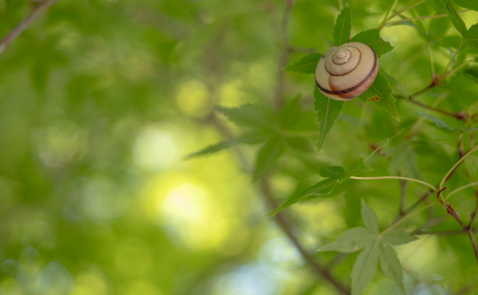 Eine Schnecke, die auf grünen Blättern in einem verschwommenen Hintergrund ruht
