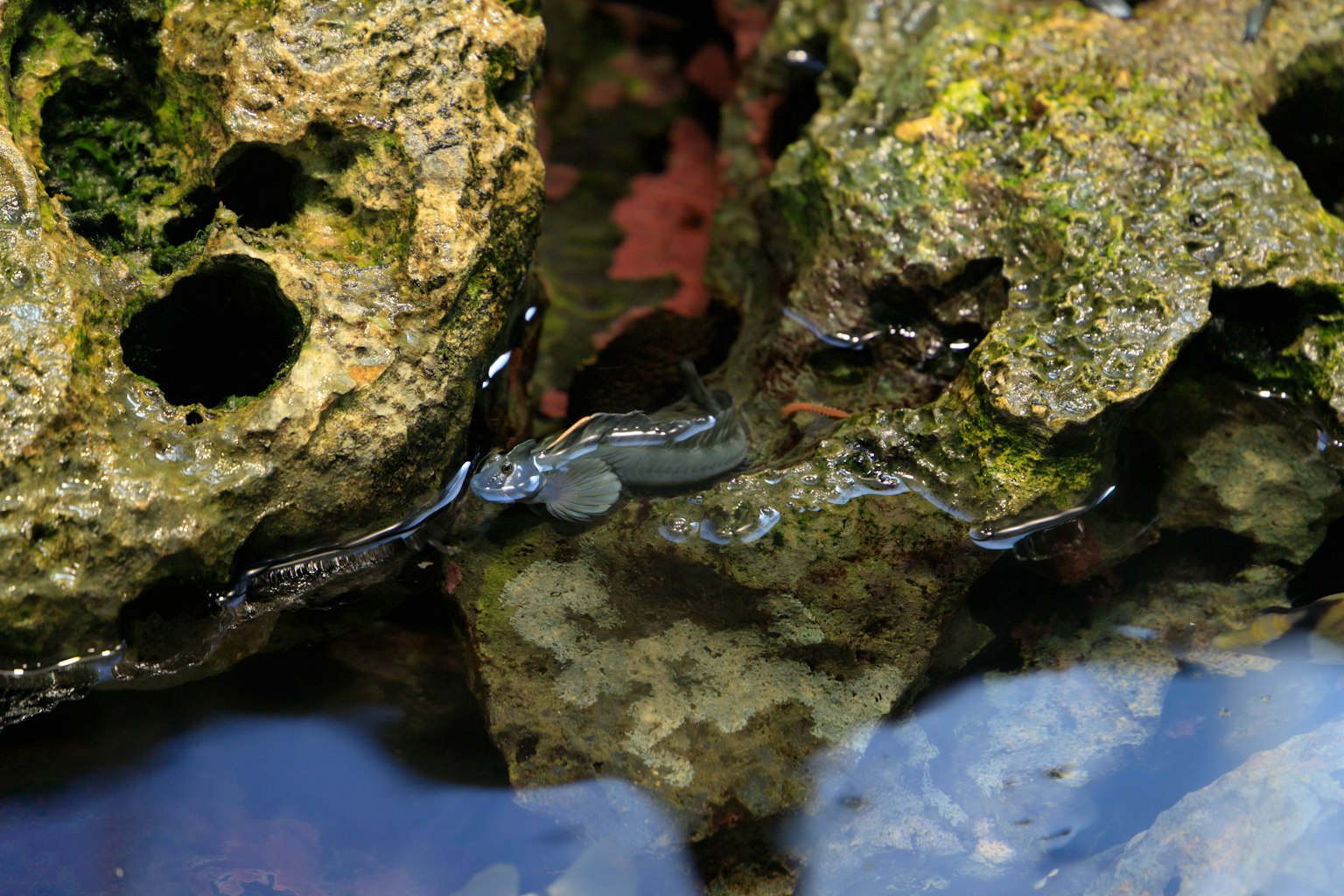 Image d'un petit poisson près des rochers dans l'eau peu profonde
