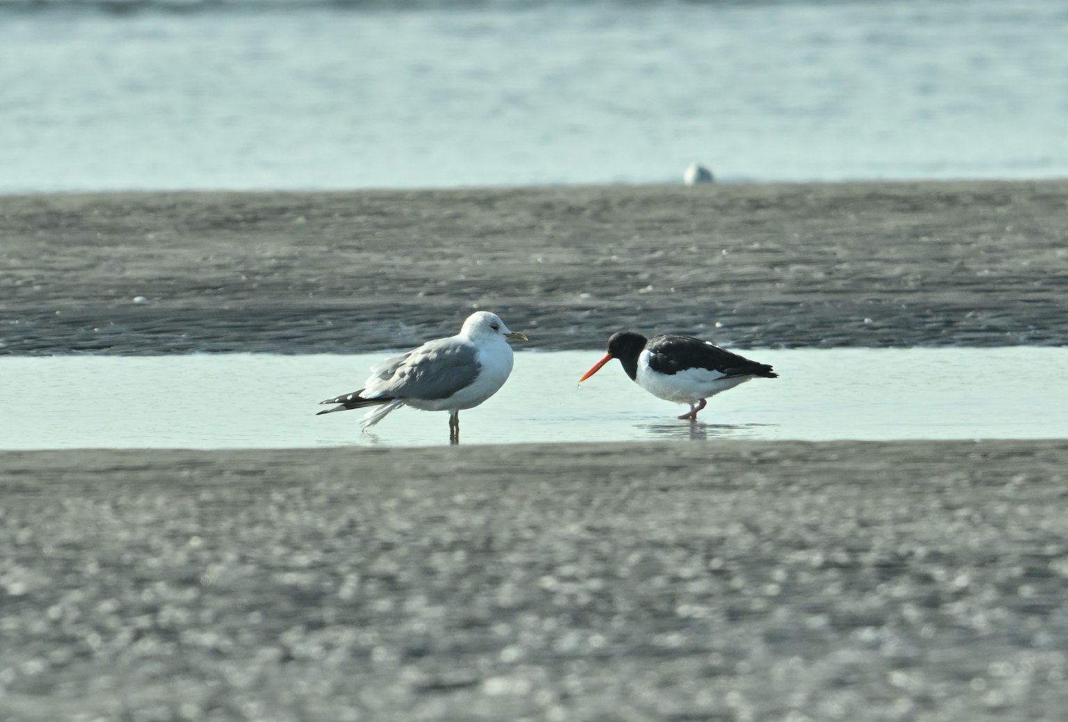 Two birds standing on the shore one is a gray gull and the other is a black and white oystercatcher