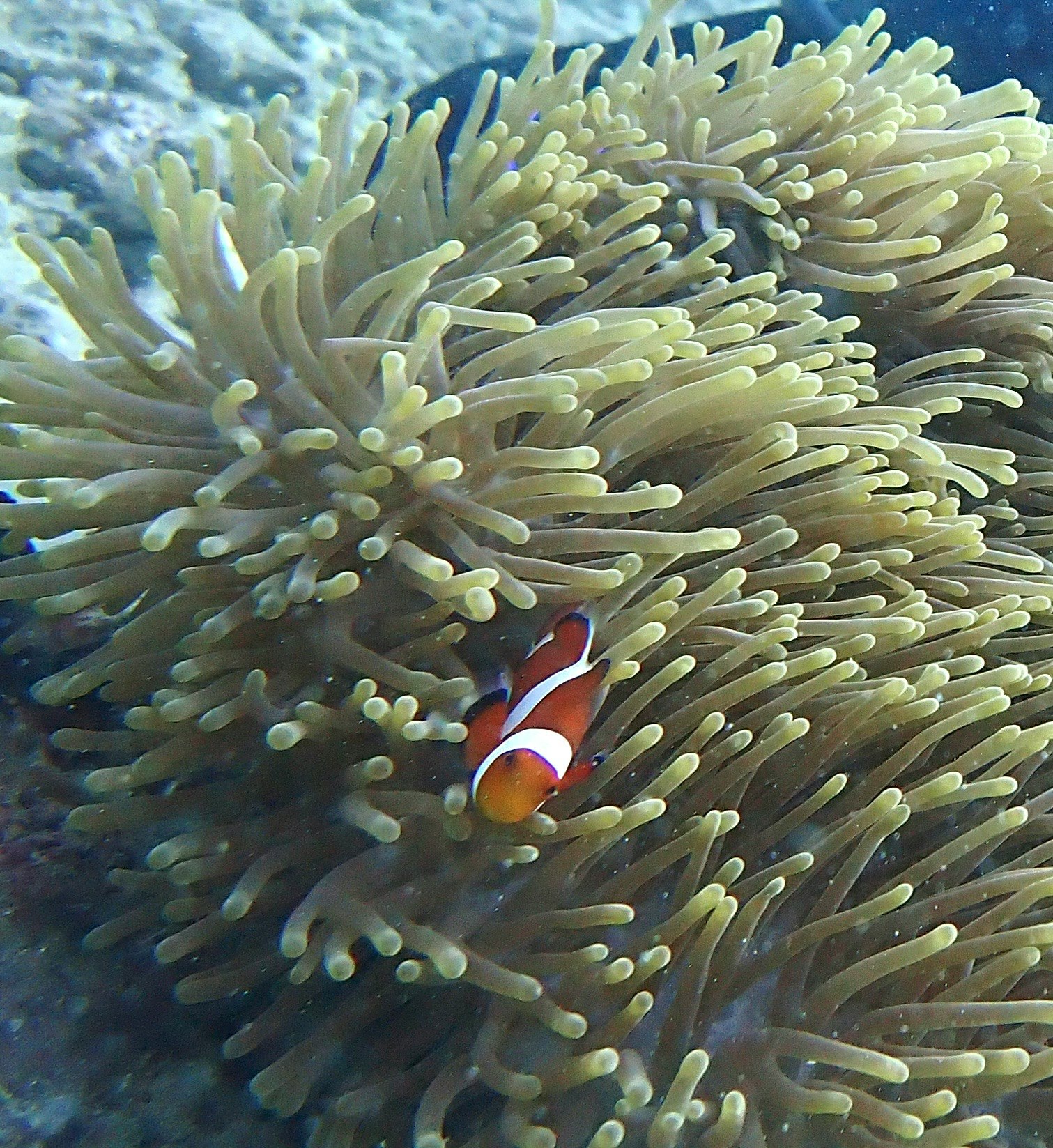 海葵共生的小丑魚特寫