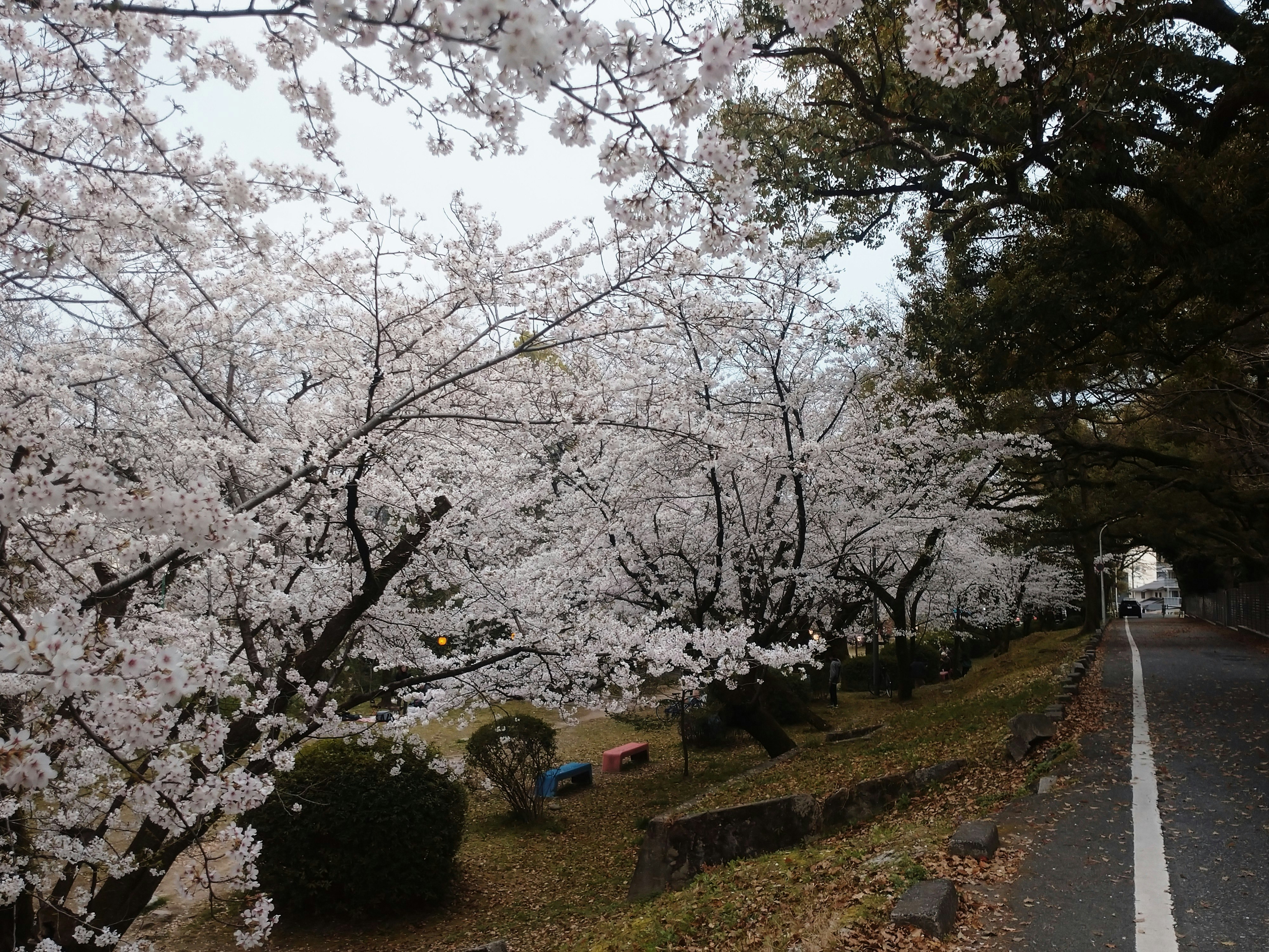 桜並木のベンチがある小道