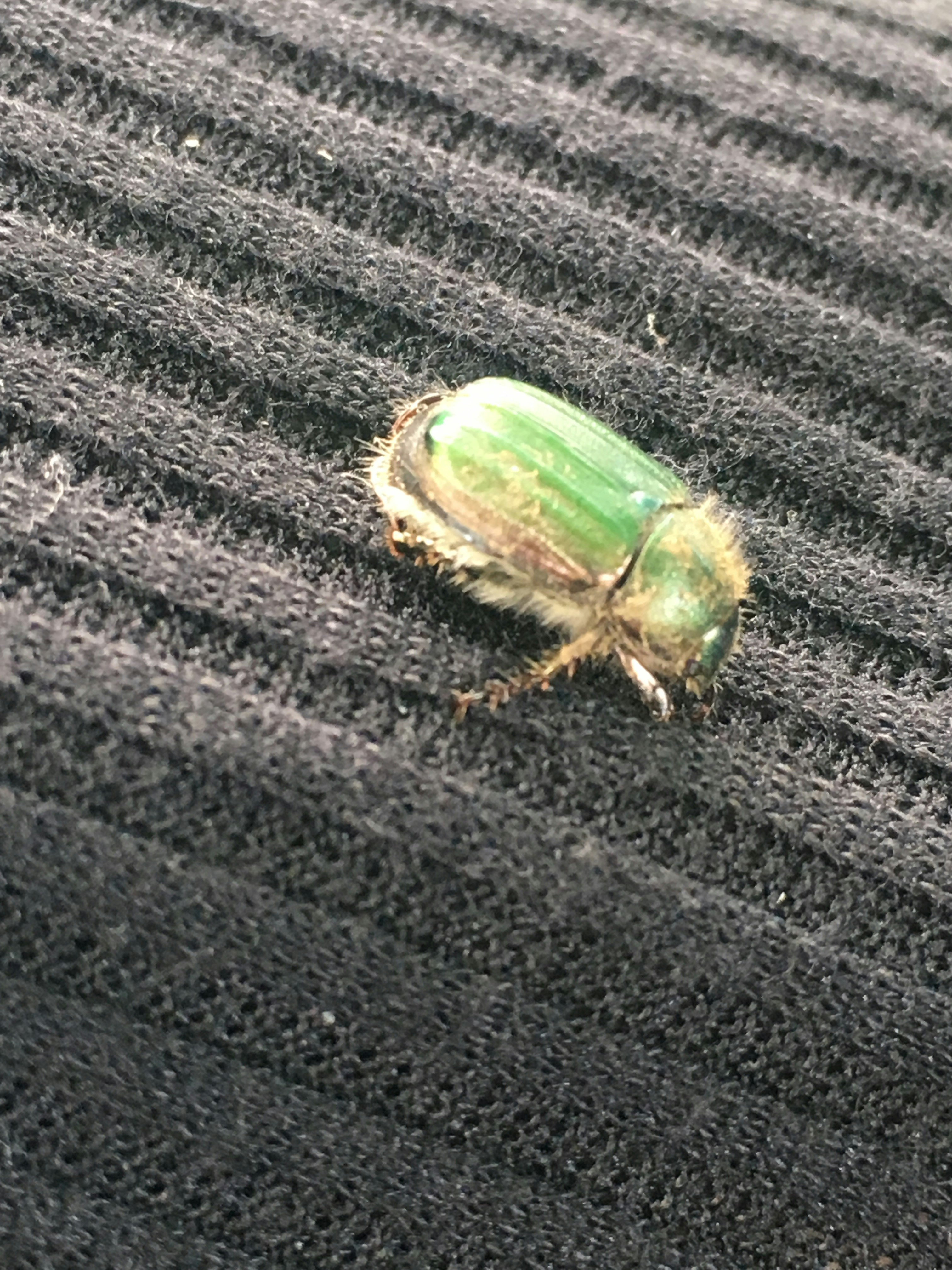 Close-up of a green insect walking on grass