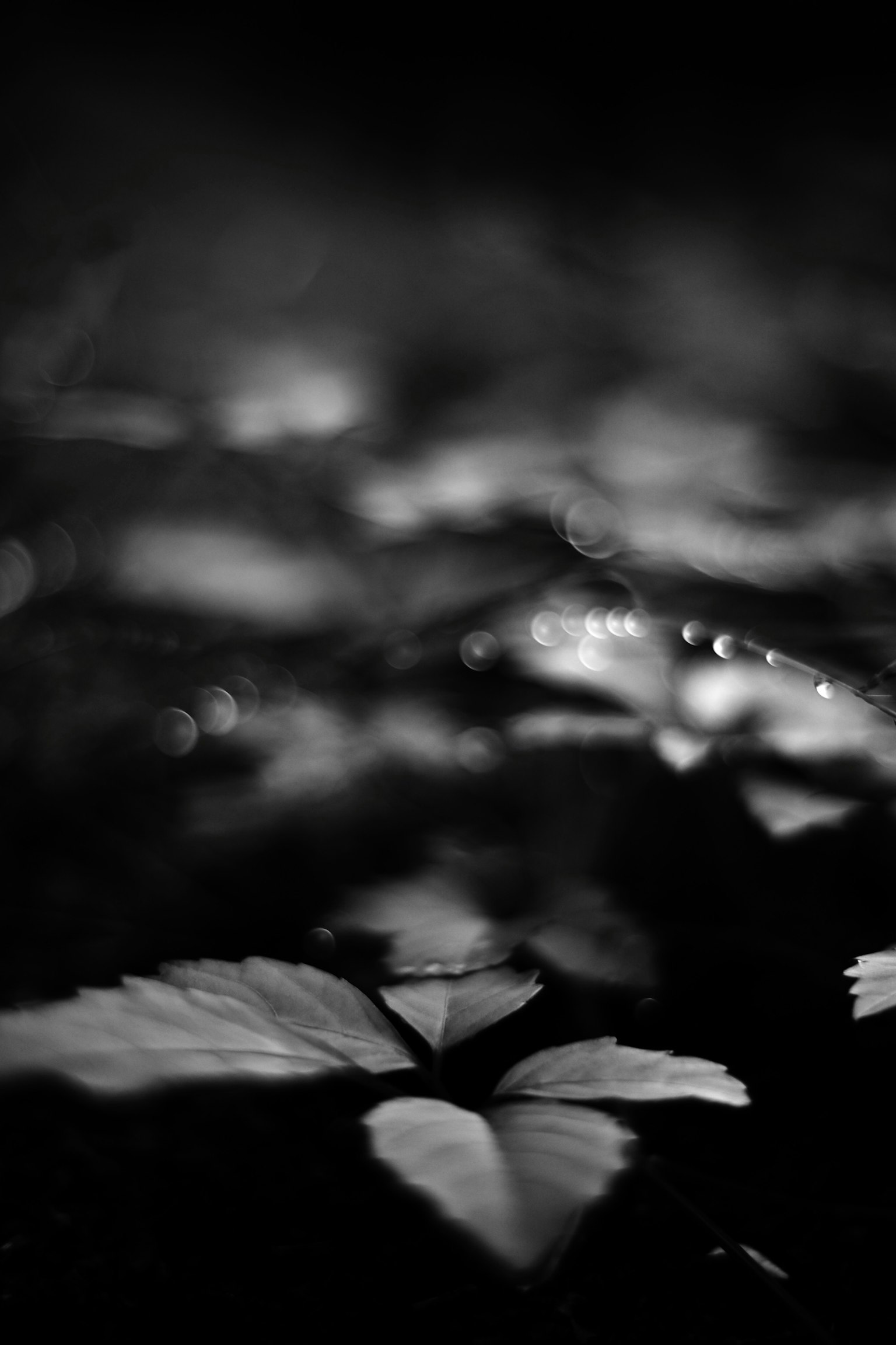 Ein schönes Bild von Blättern in Schwarz und Weiß mit Details, die aus einem verschwommenen Hintergrund auftauchen