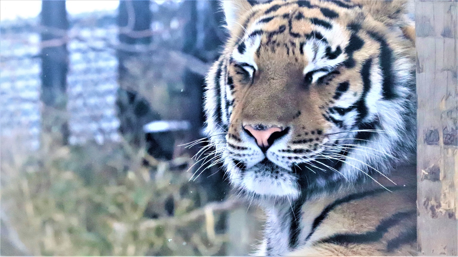 Primer plano de un tigre relajándose en la nieve