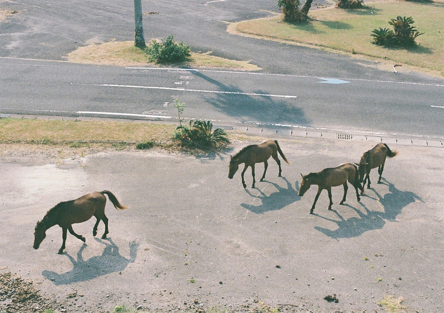 道路を歩く4頭の馬たちの風景