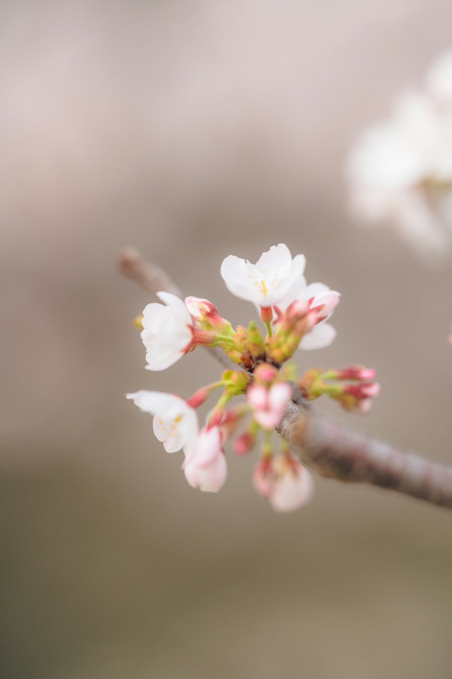 Nahaufnahme von Kirschblüten mit weißen Blütenblättern und rosa Knospen