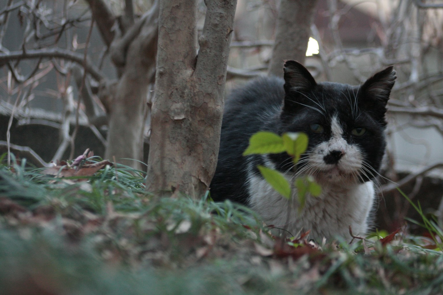 Black and white cat hiding among grass and plants