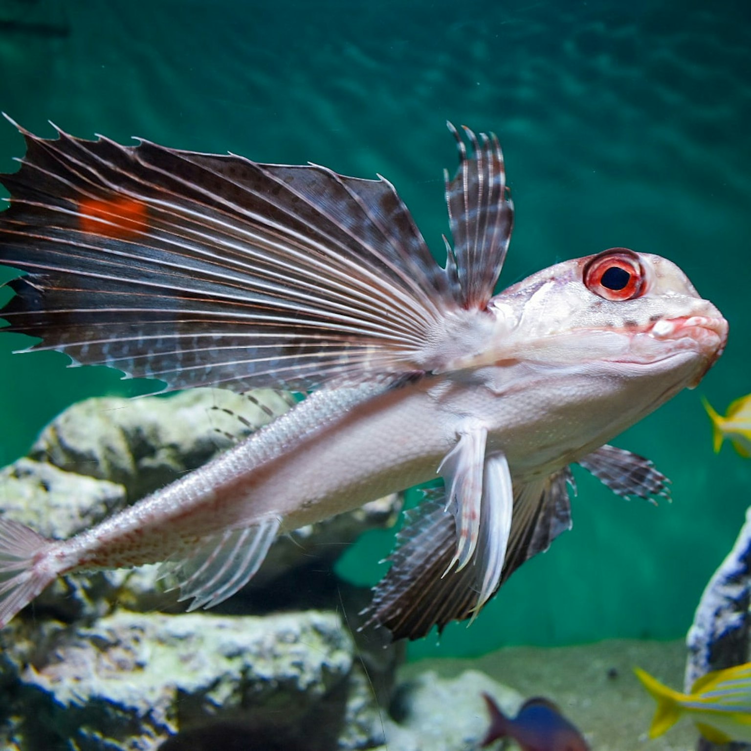 A fish with red eyes swimming in water with vibrant fins