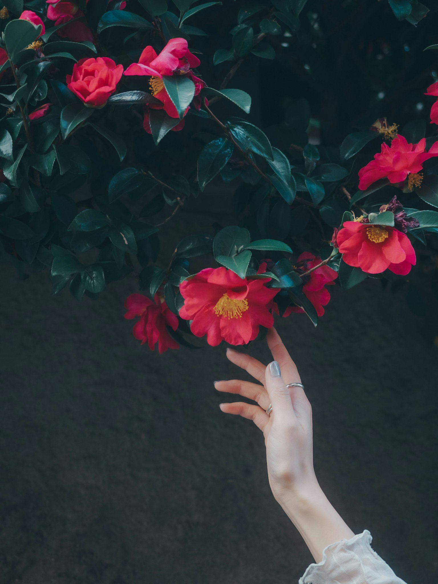 Nahaufnahme einer Hand, die nach roten Blumen und grünen Blättern greift