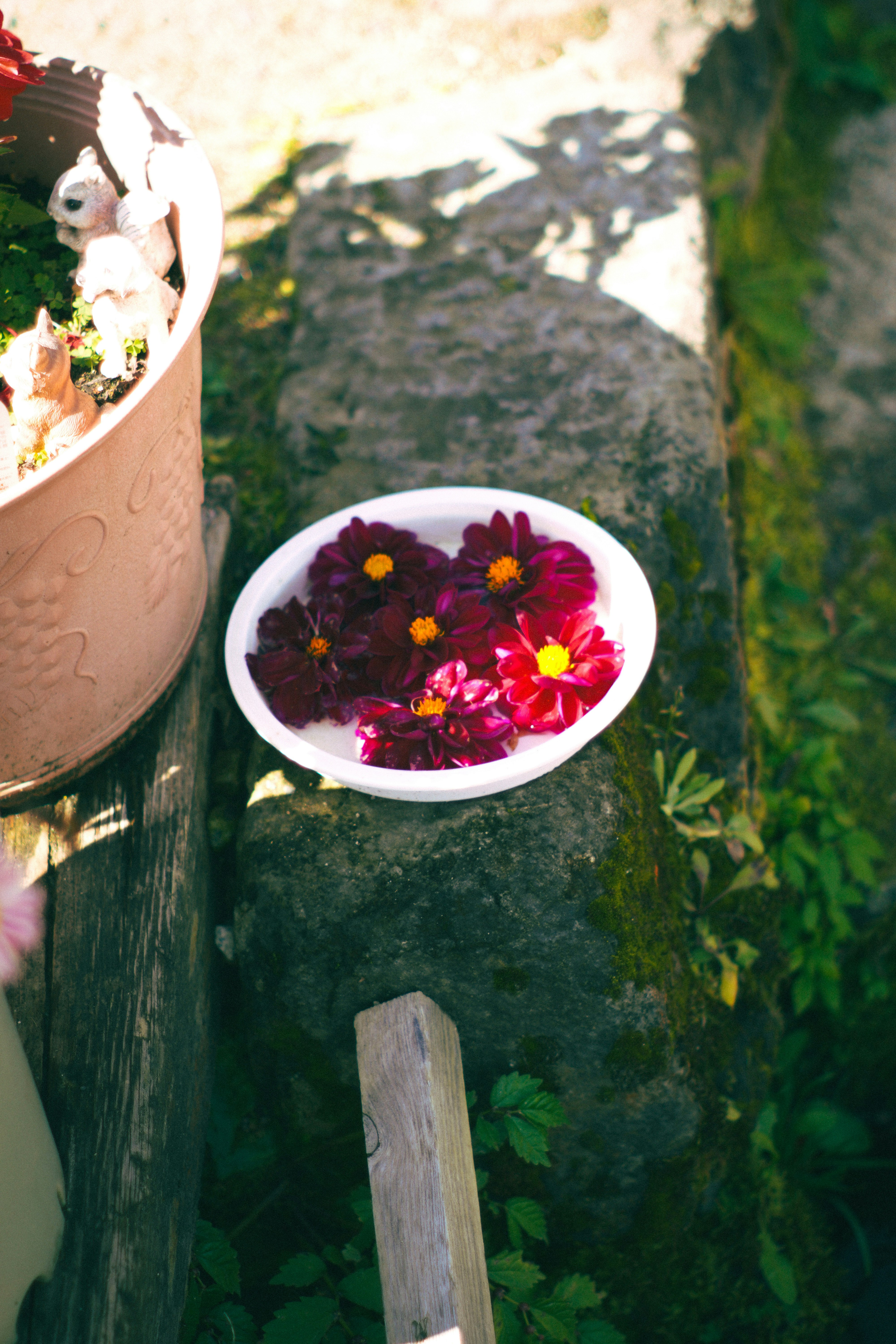 cuenco de flores sobre un borde de jardín con plantas en maceta