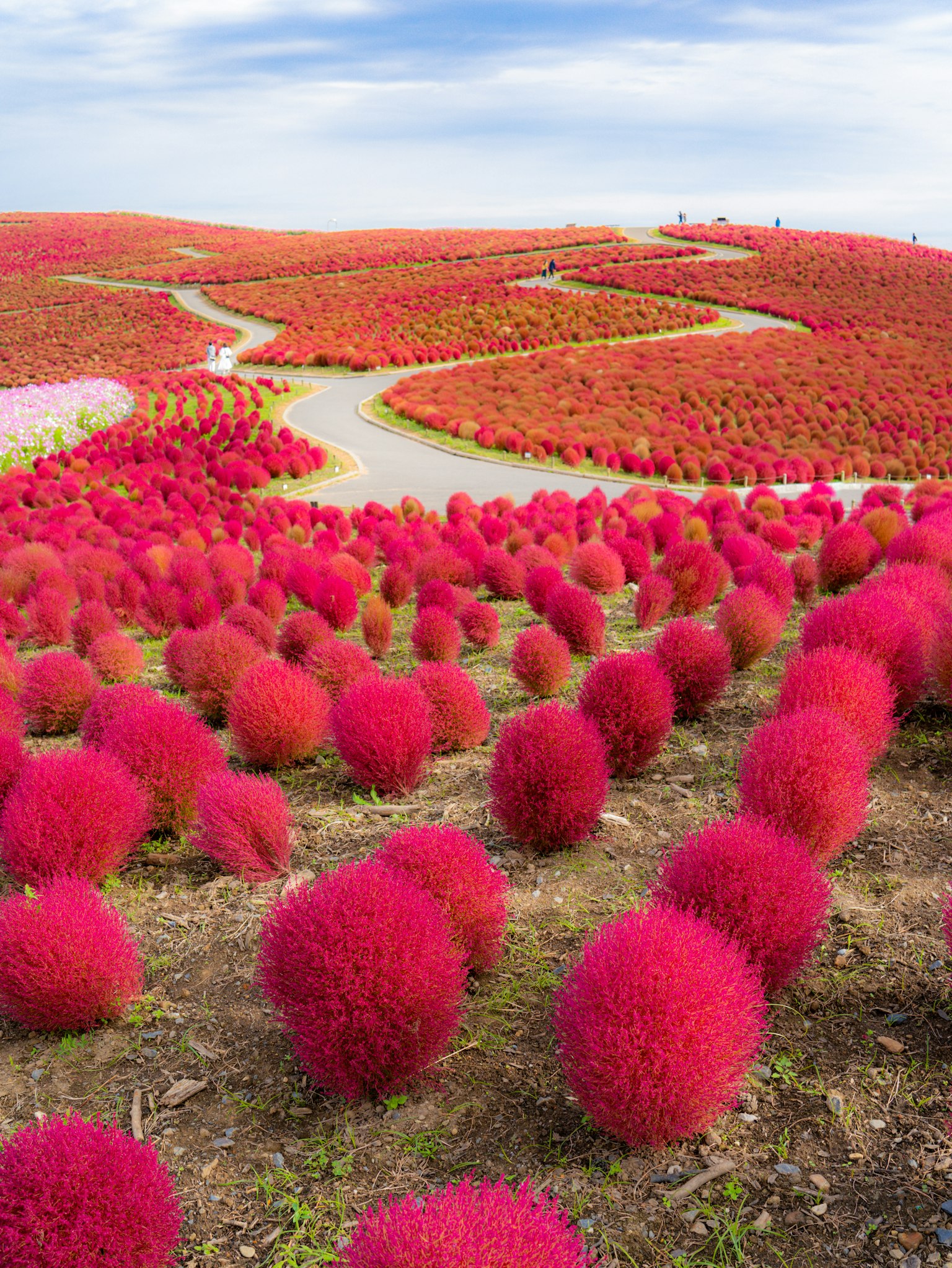 公園中紅色科基亞植物的生動景觀