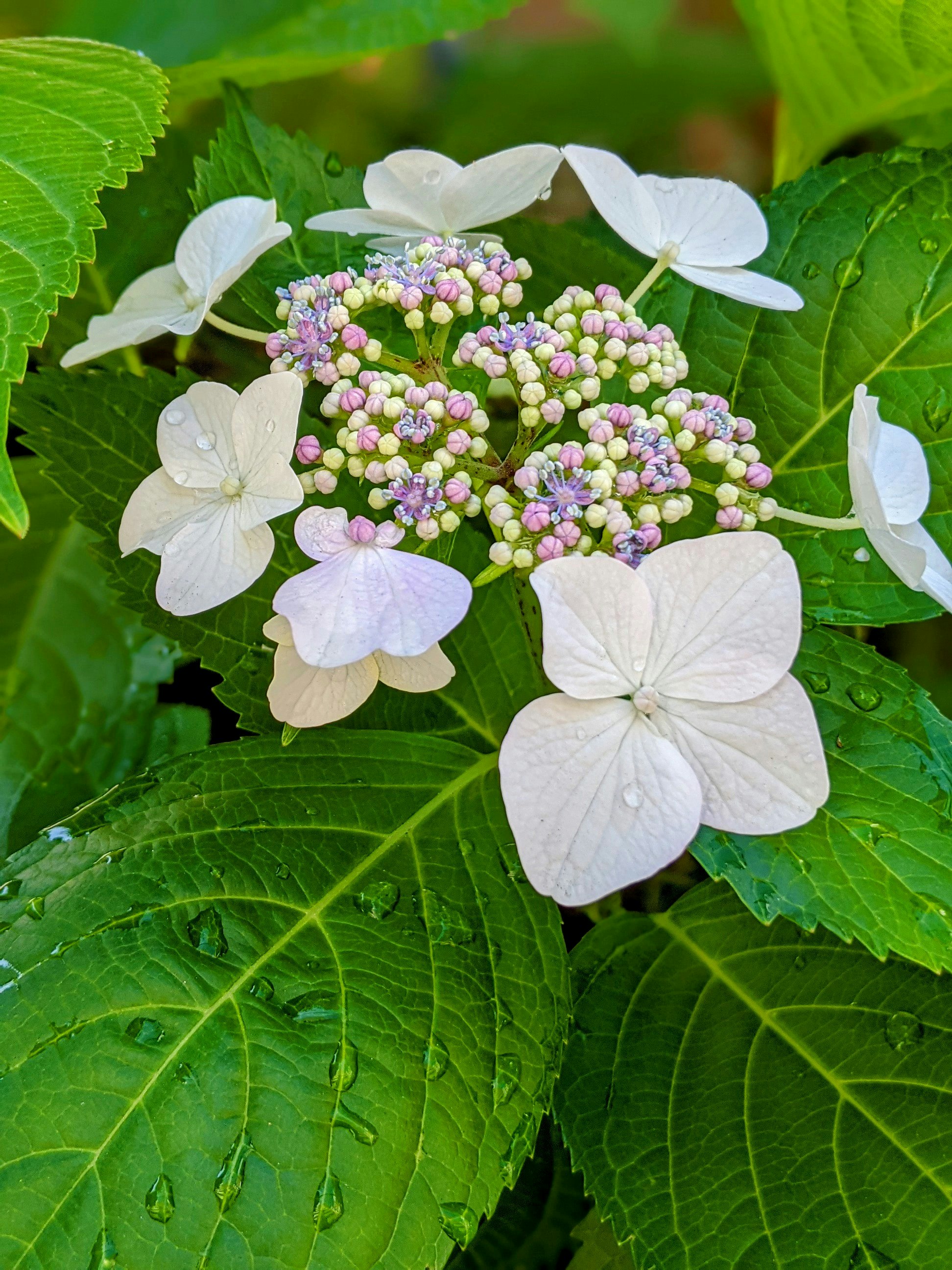 梅雨のあじさいと紫陽花の花と葉