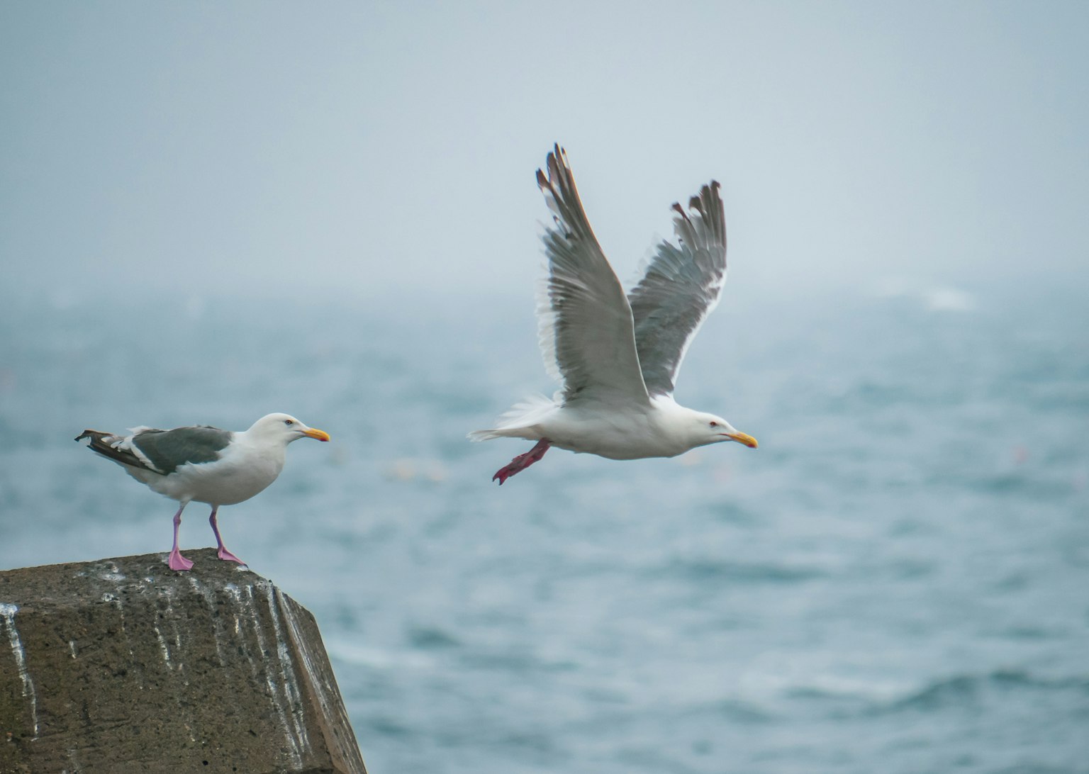 Möwe, die über den Ozean abhebt, mit einer anderen Möwe am Ufer